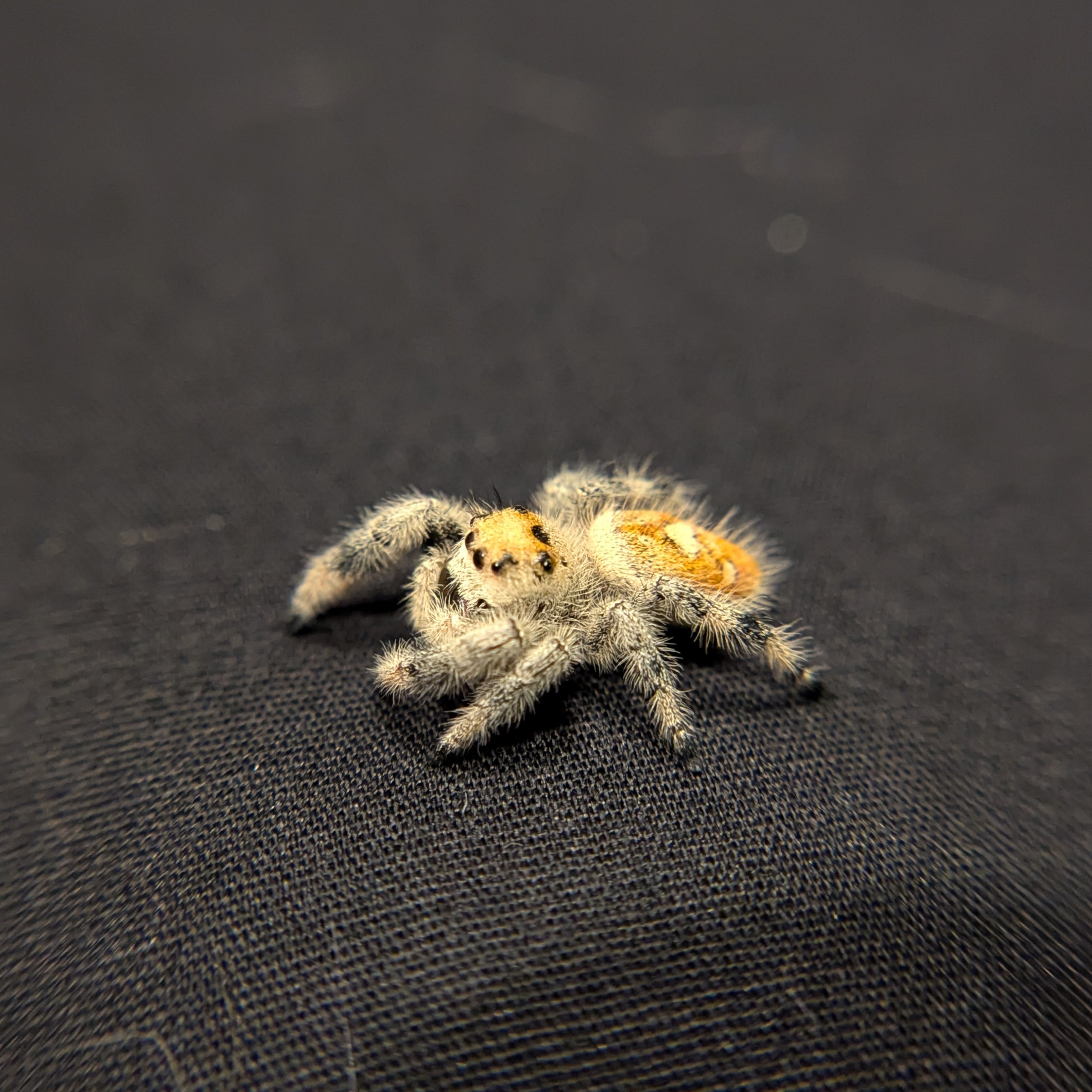 Regal Jumping Spider "Cake"