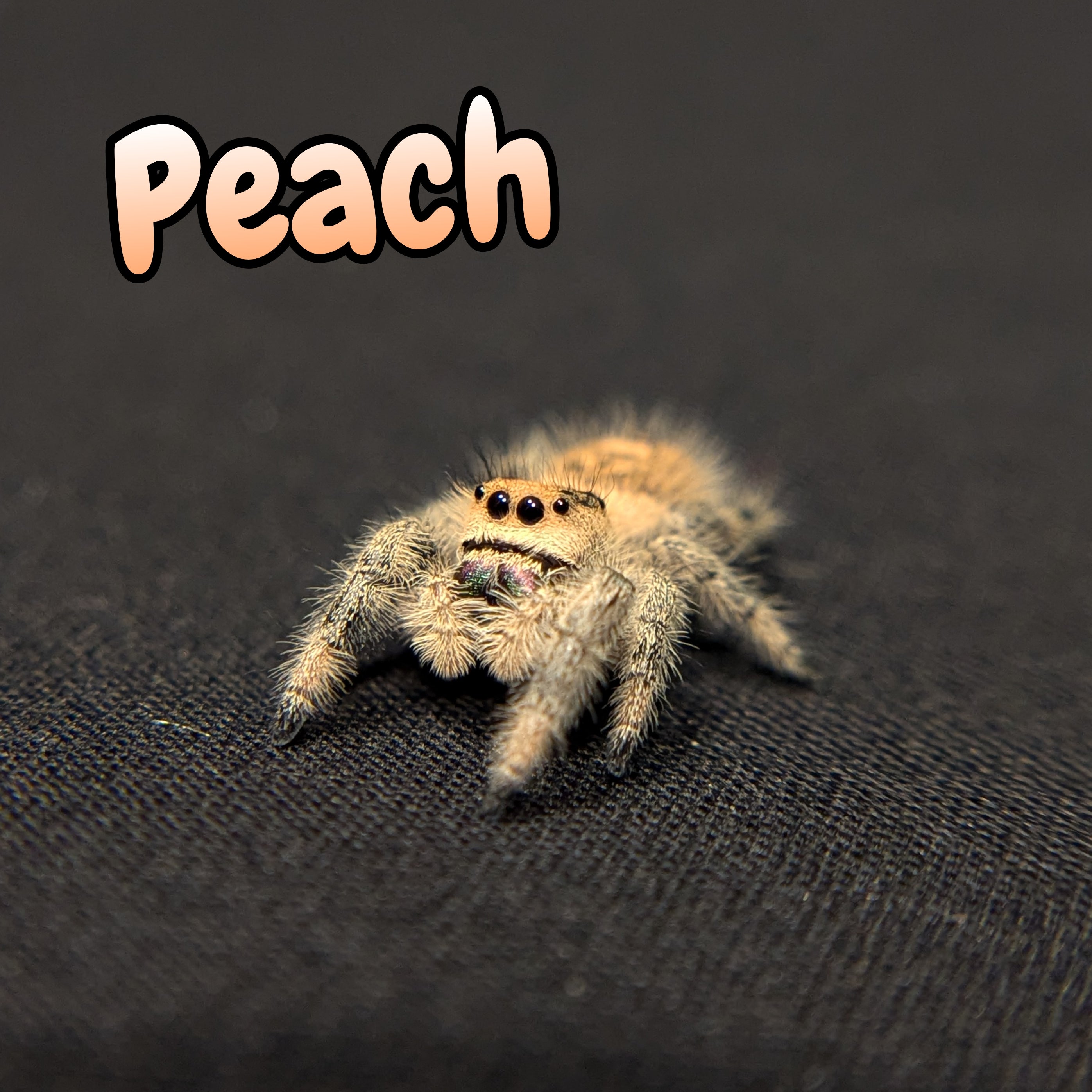 Regal Jumping Spider "Peach"