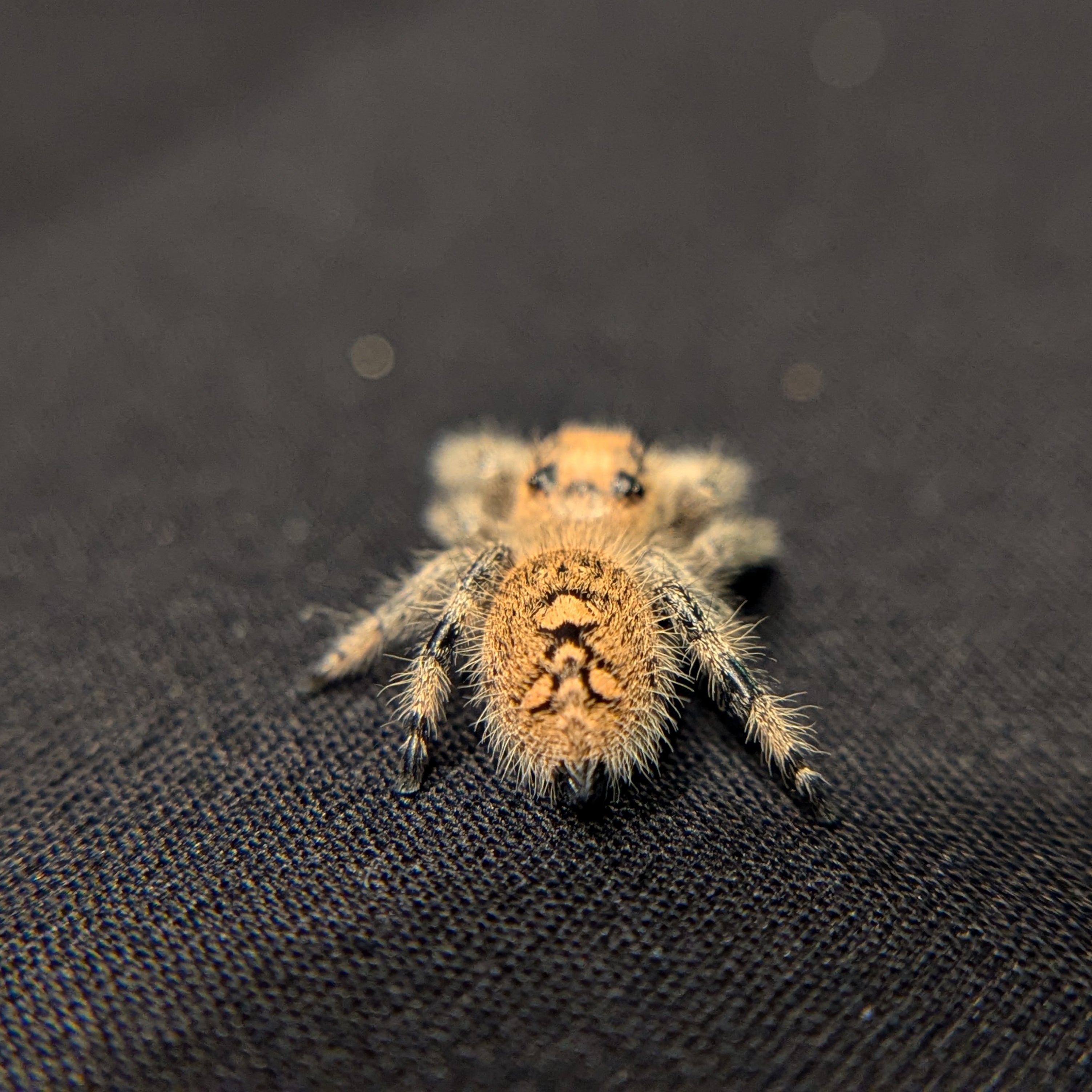 Regal Jumping Spider "Peach"