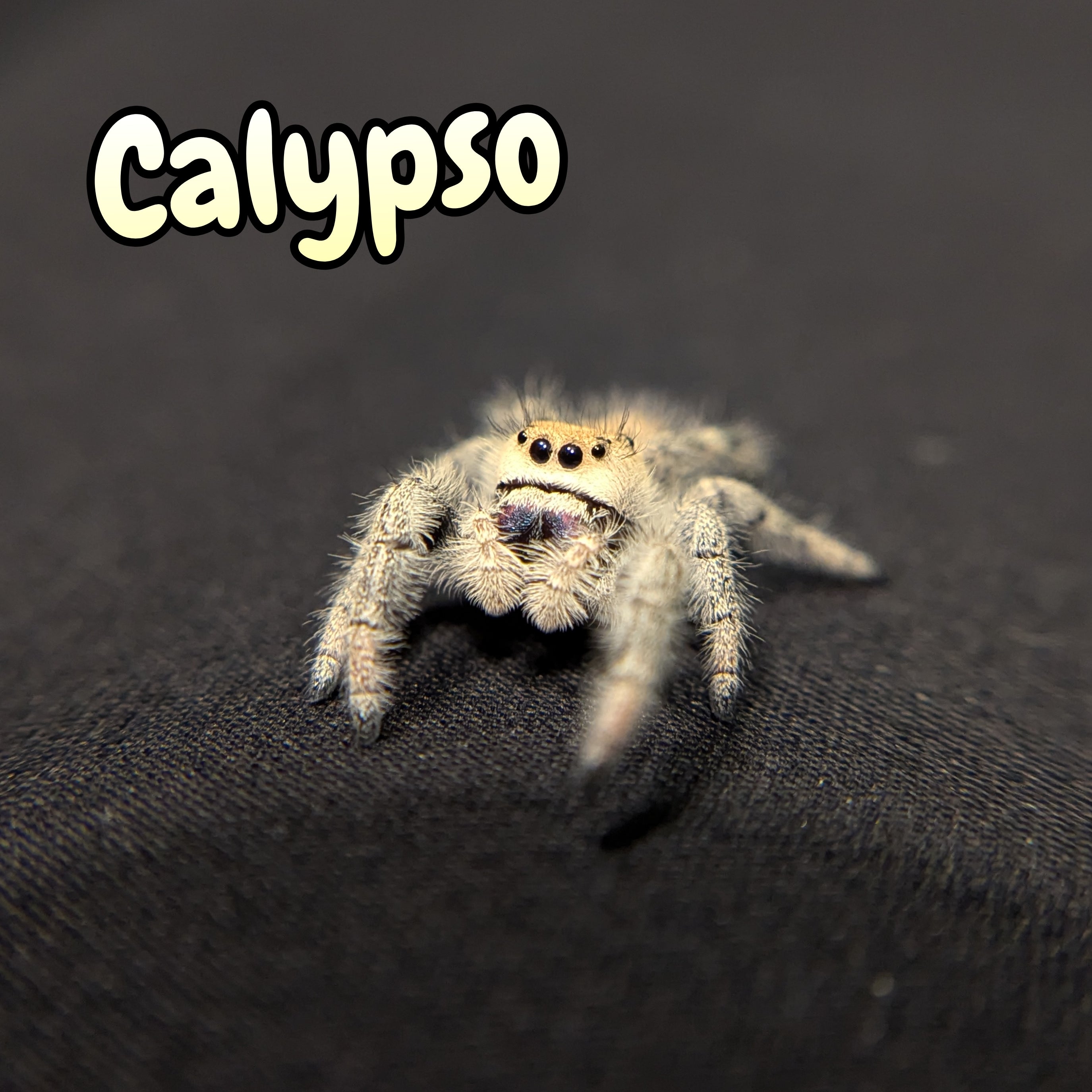 Regal Jumping Spider "Calypso"