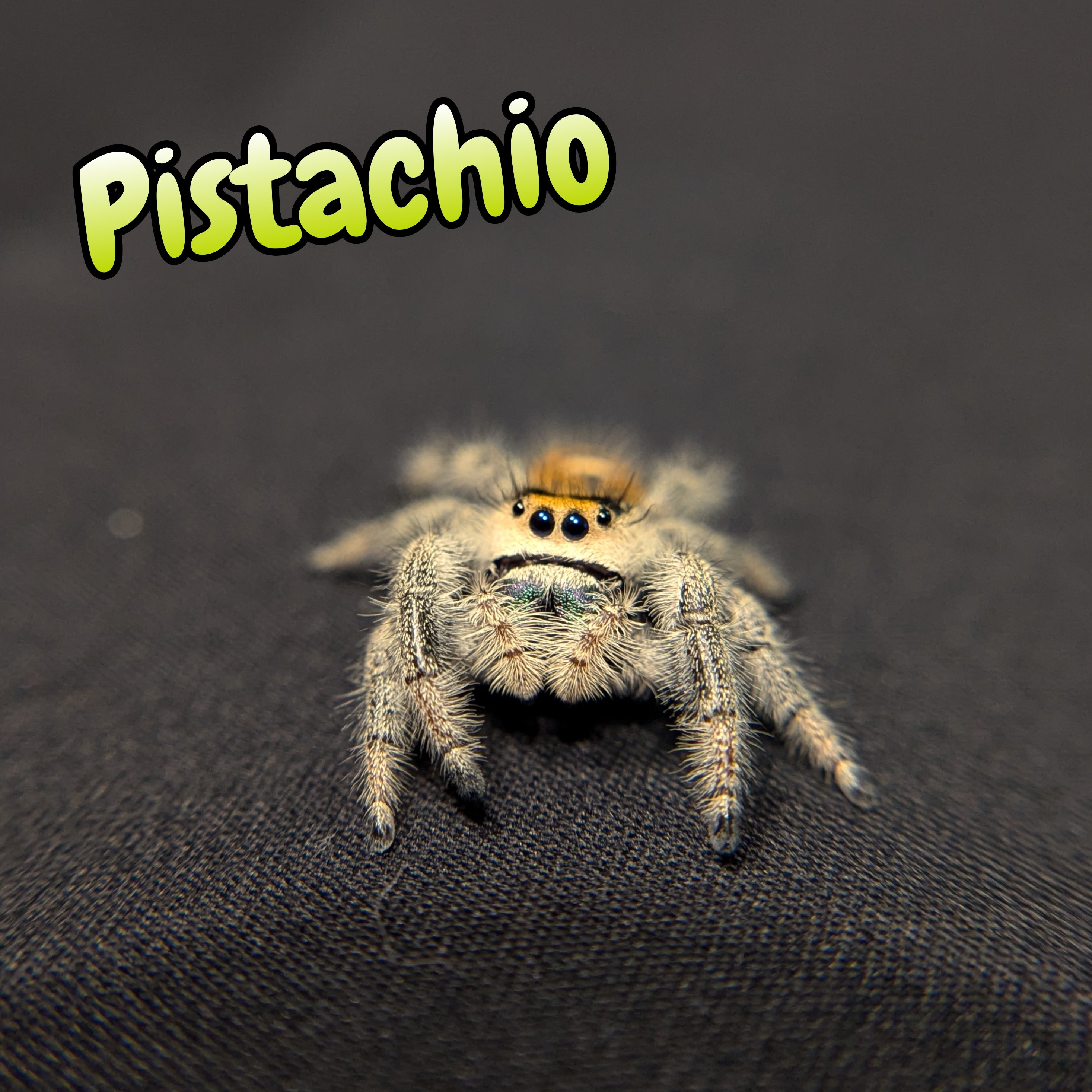 Regal Jumping Spider "Pistachio"