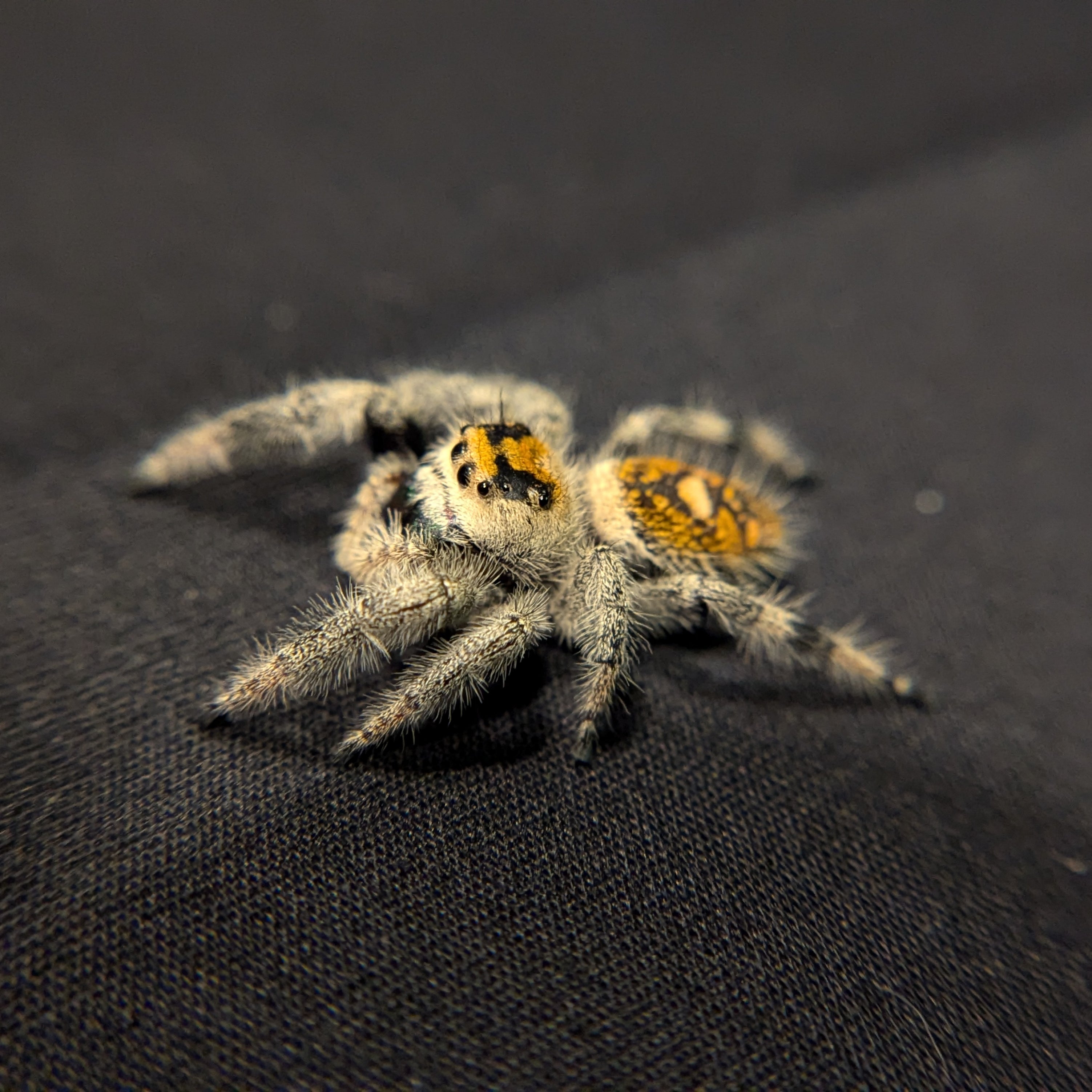 Regal Jumping Spider "Pistachio"