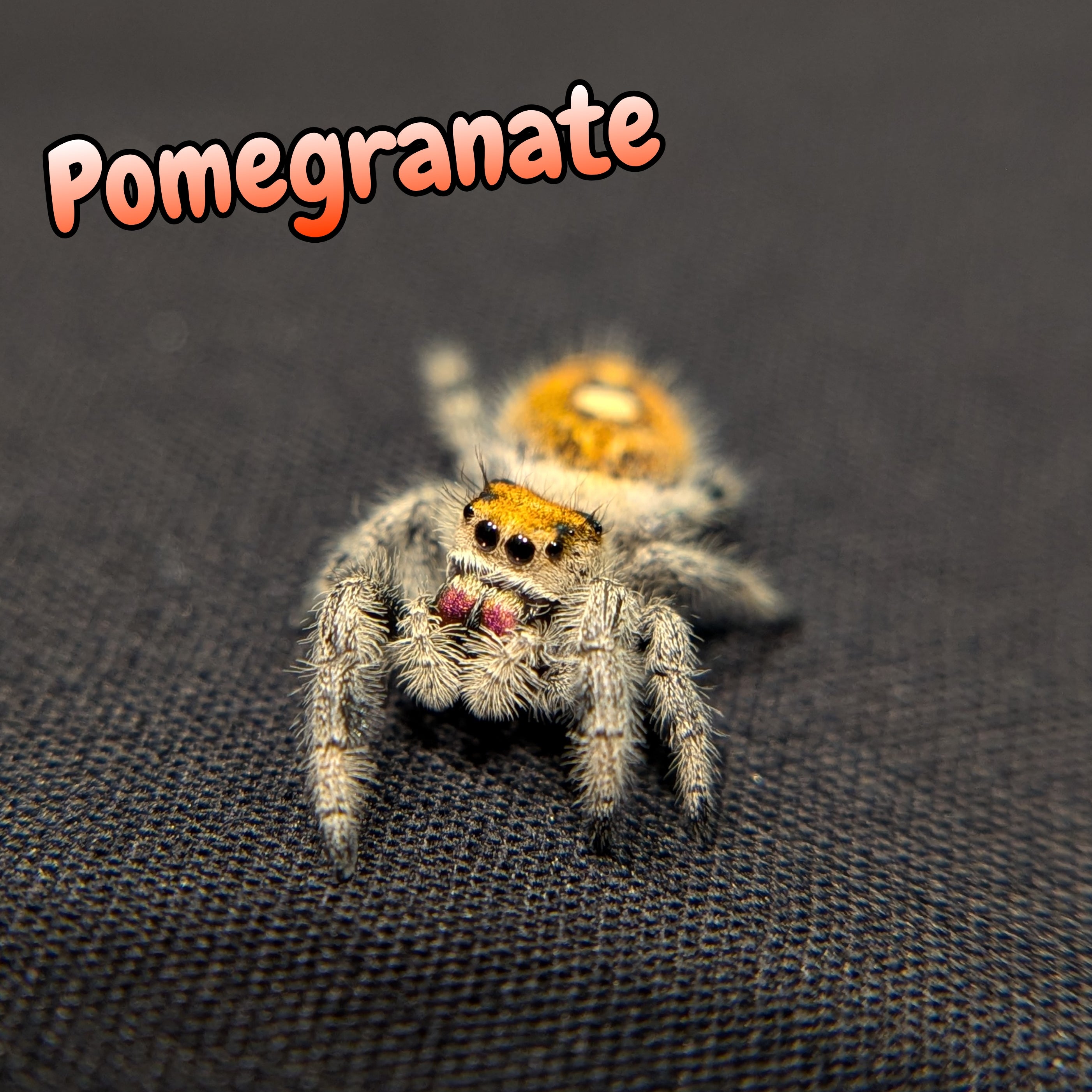 Regal Jumping Spider "Pomegranate"