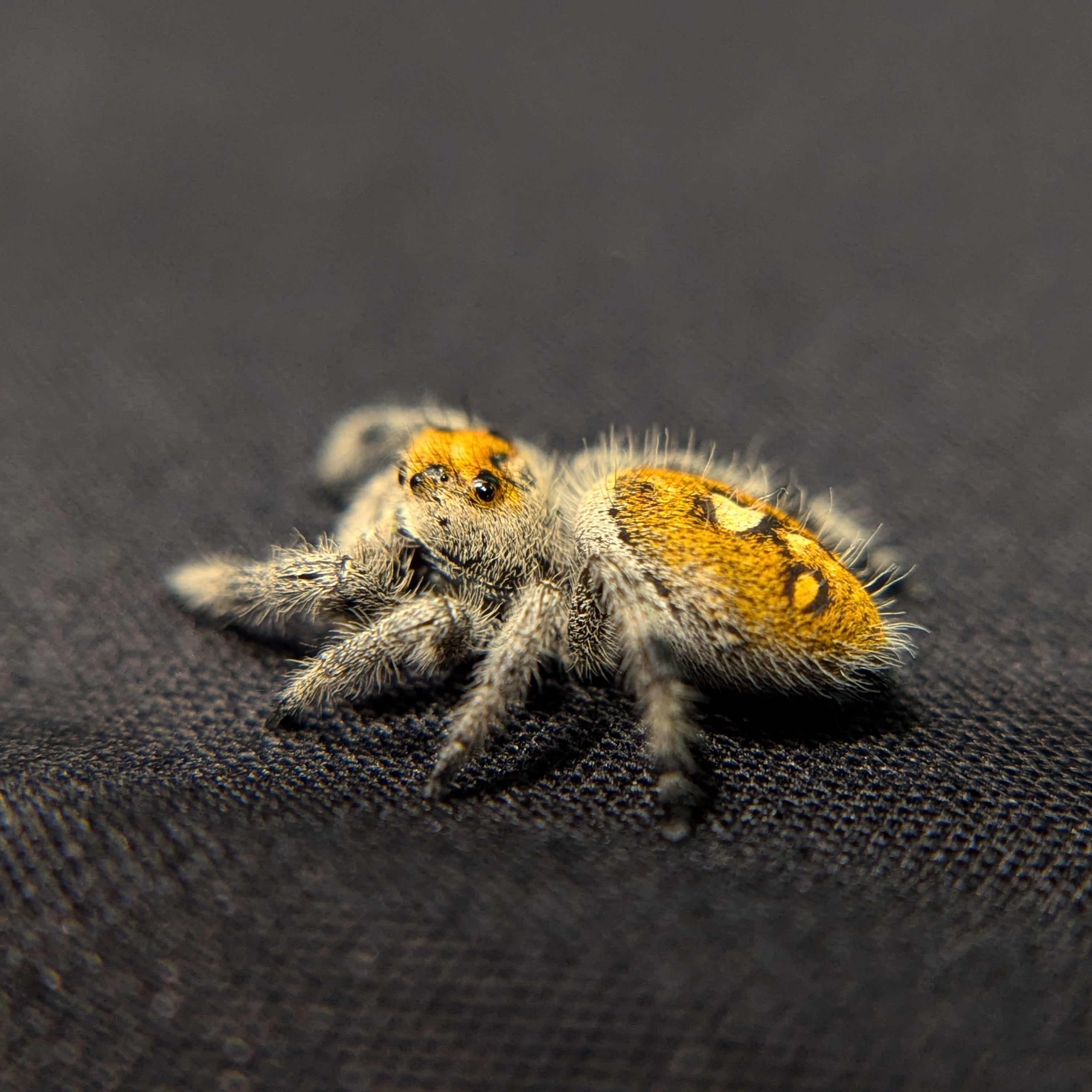 Regal Jumping Spider "Pomegranate"