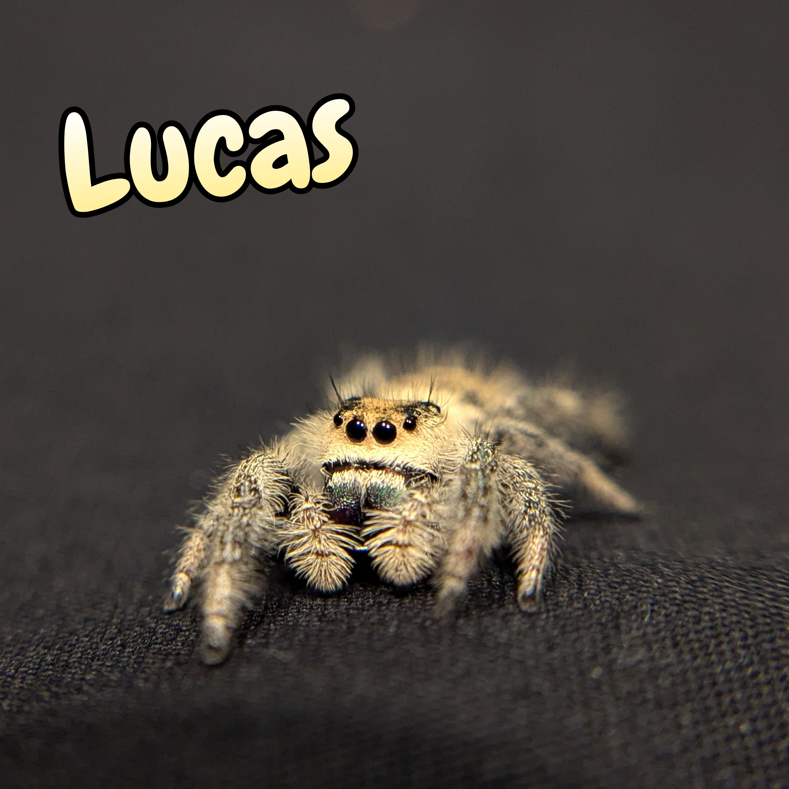 Regal Jumping Spider "Lucas"