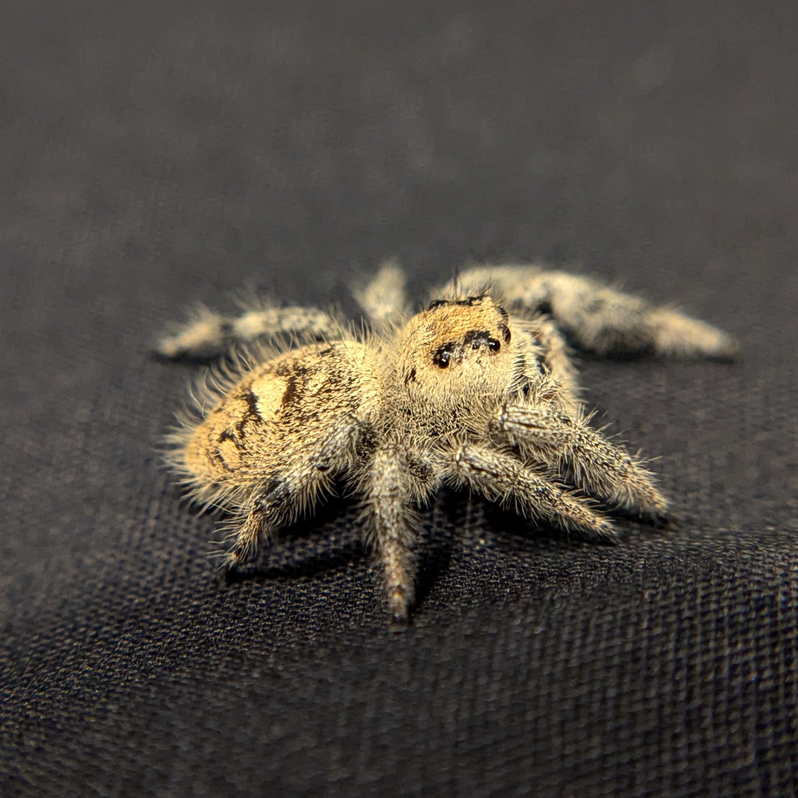 Regal Jumping Spider "Lucas"