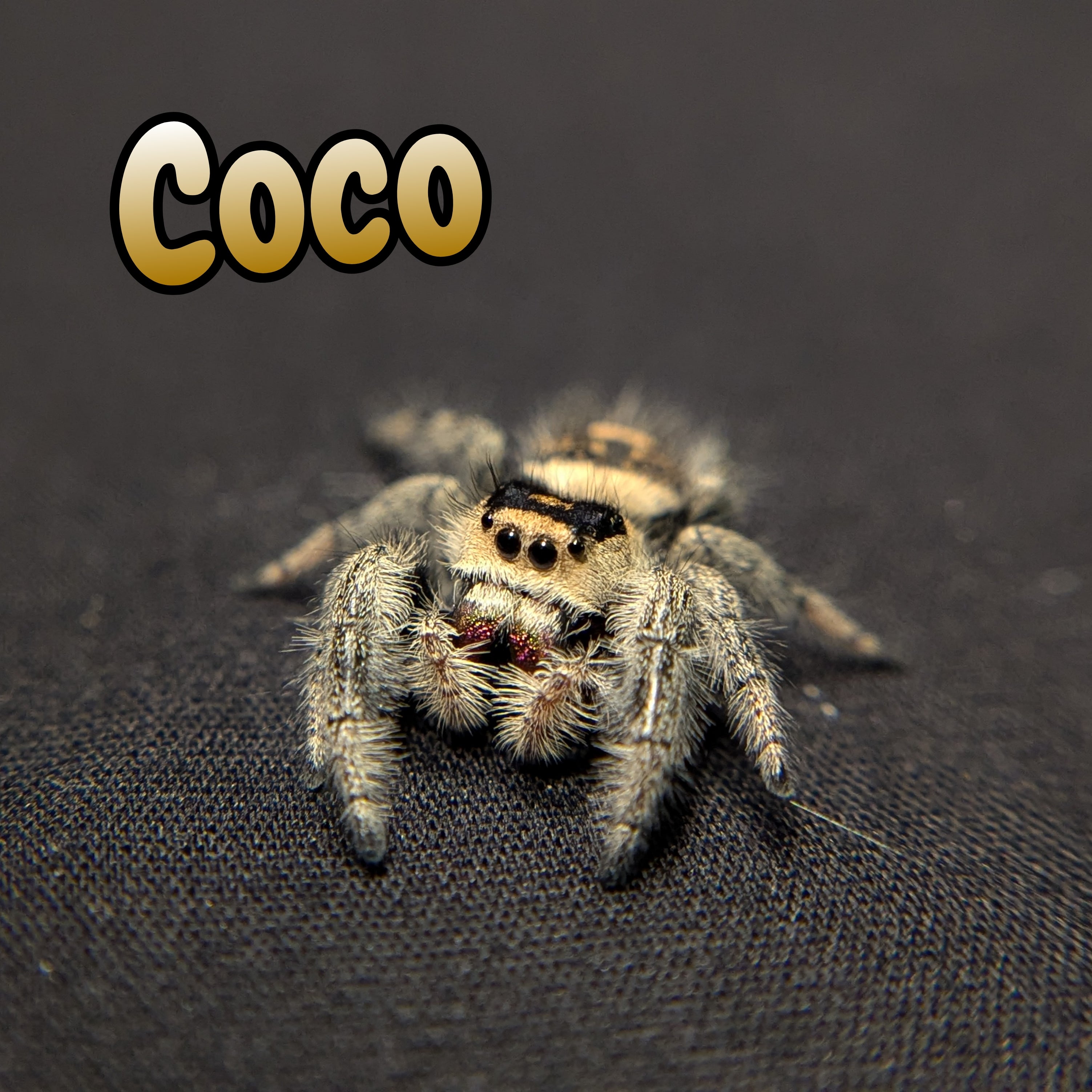 Regal Jumping Spider "Coco"