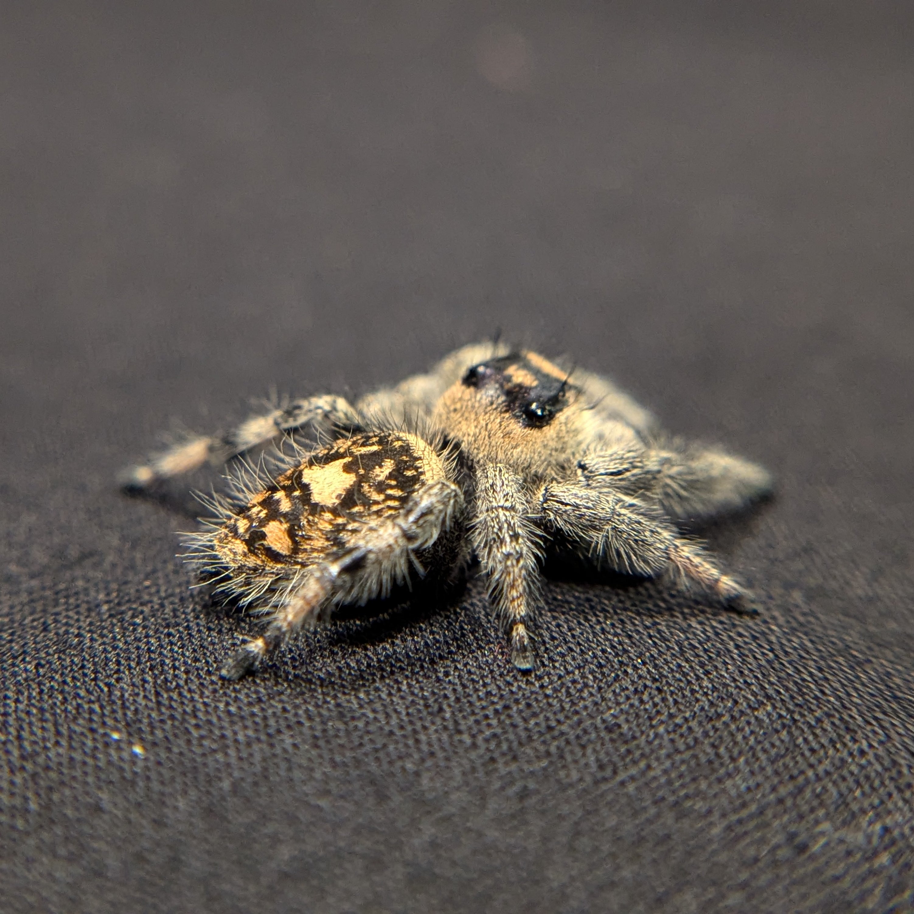 Regal Jumping Spider "Coco"