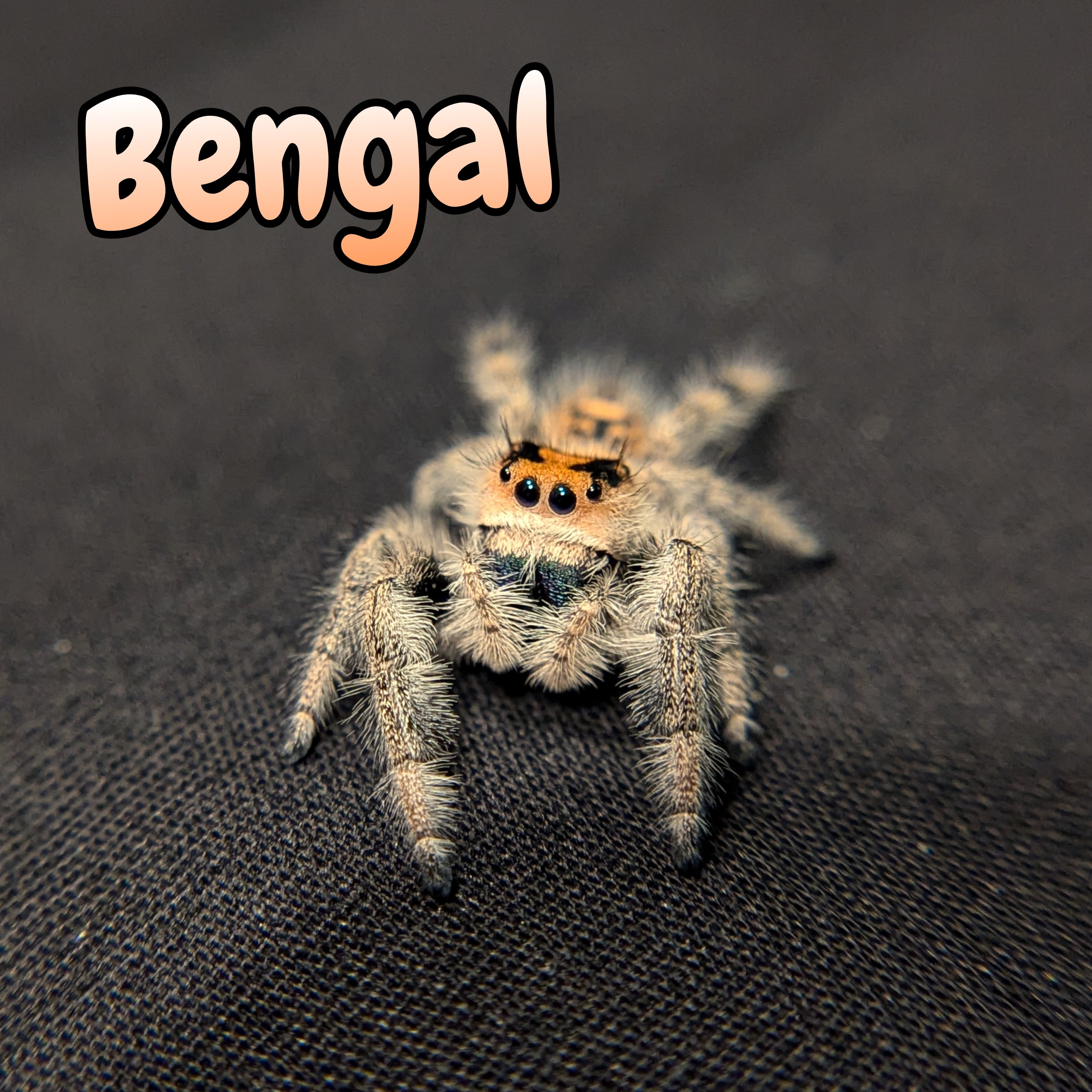 Regal Jumping Spider "Bengal"