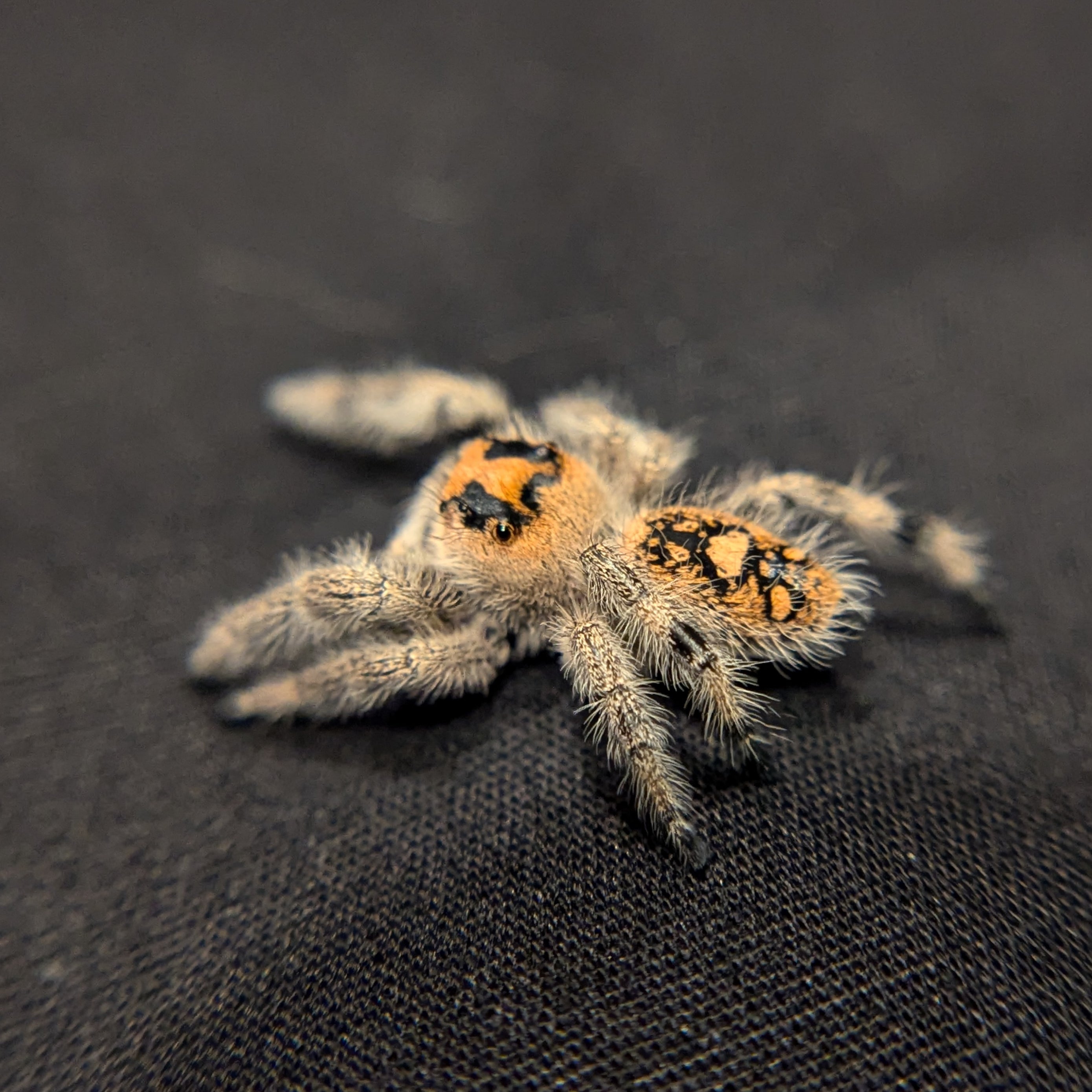 Regal Jumping Spider "Bengal"