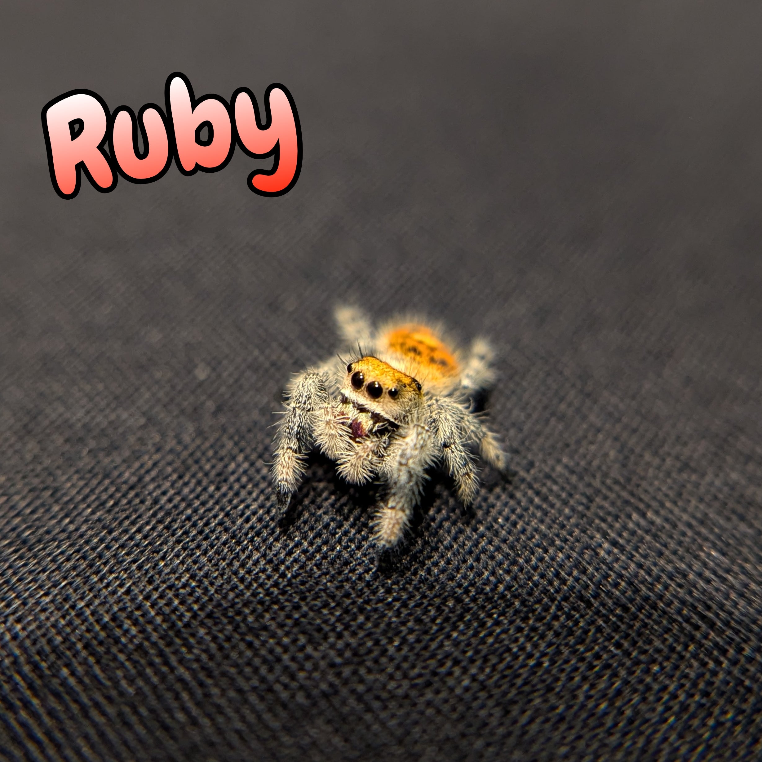 Regal Jumping Spider "Ruby"