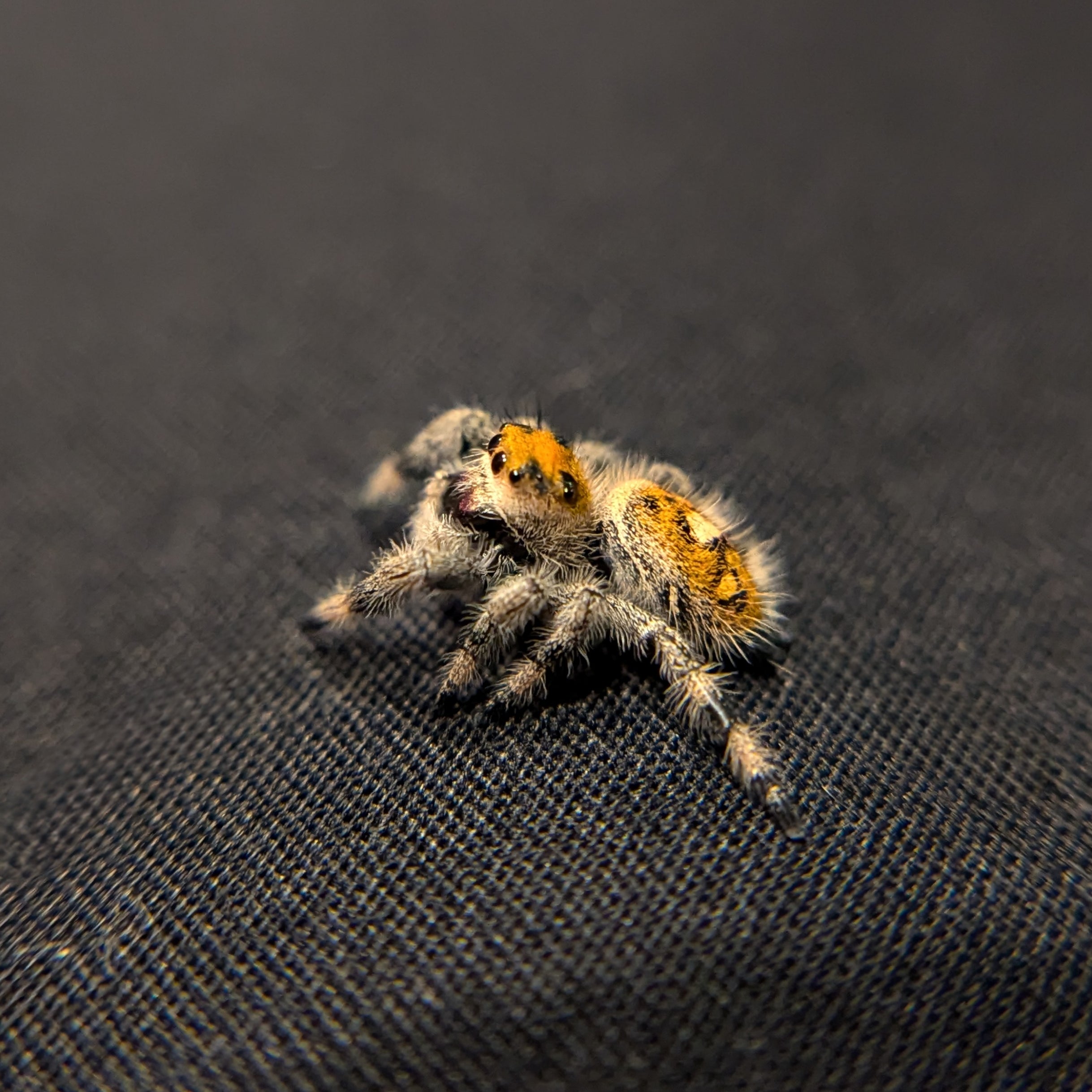 Regal Jumping Spider "Ruby"