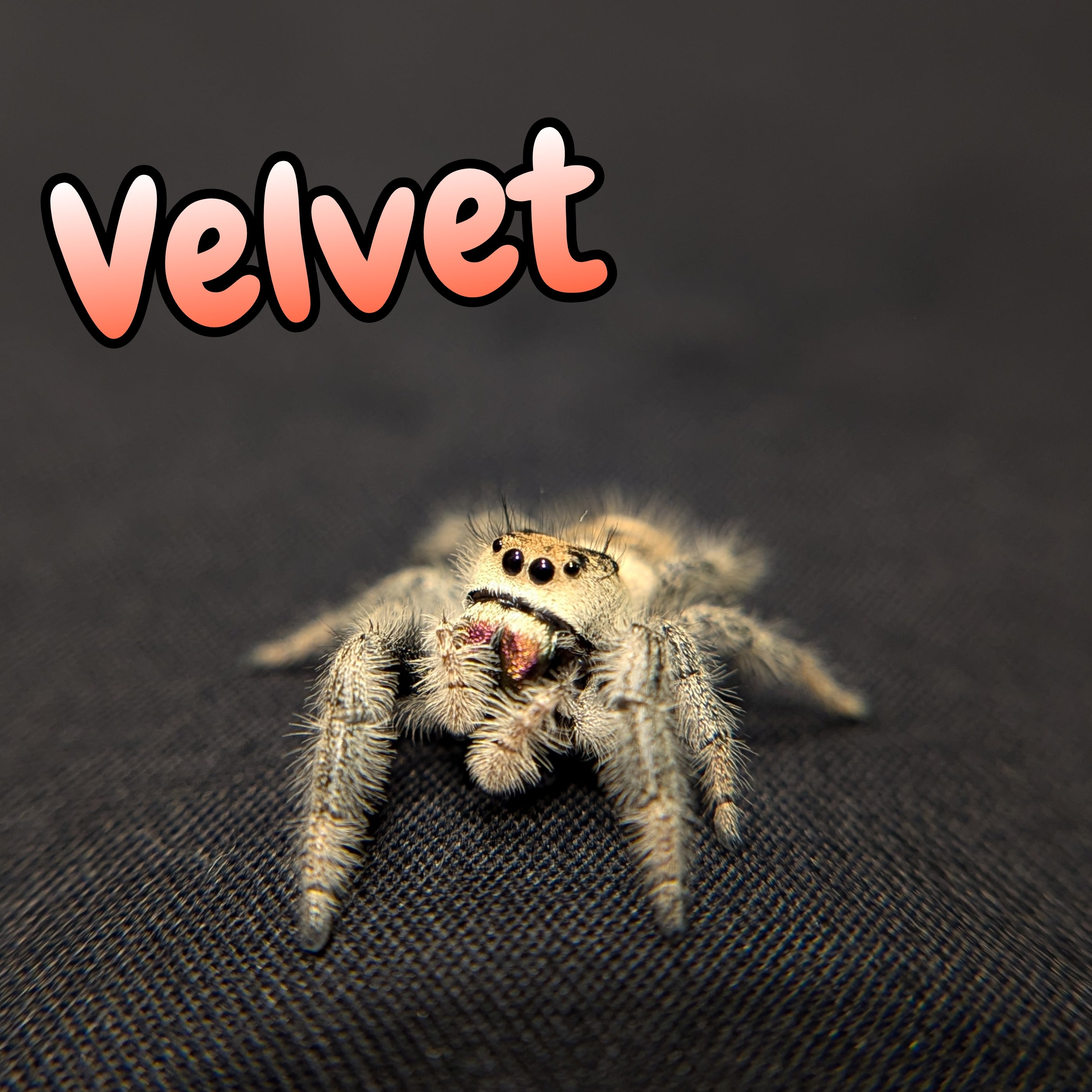 Regal Jumping Spider "Velvet"