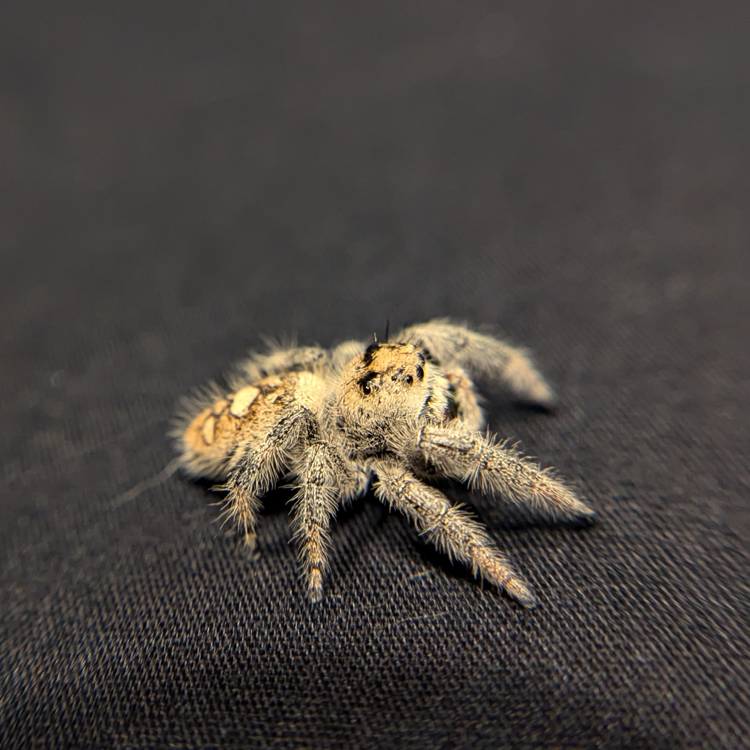 Regal Jumping Spider "Velvet"