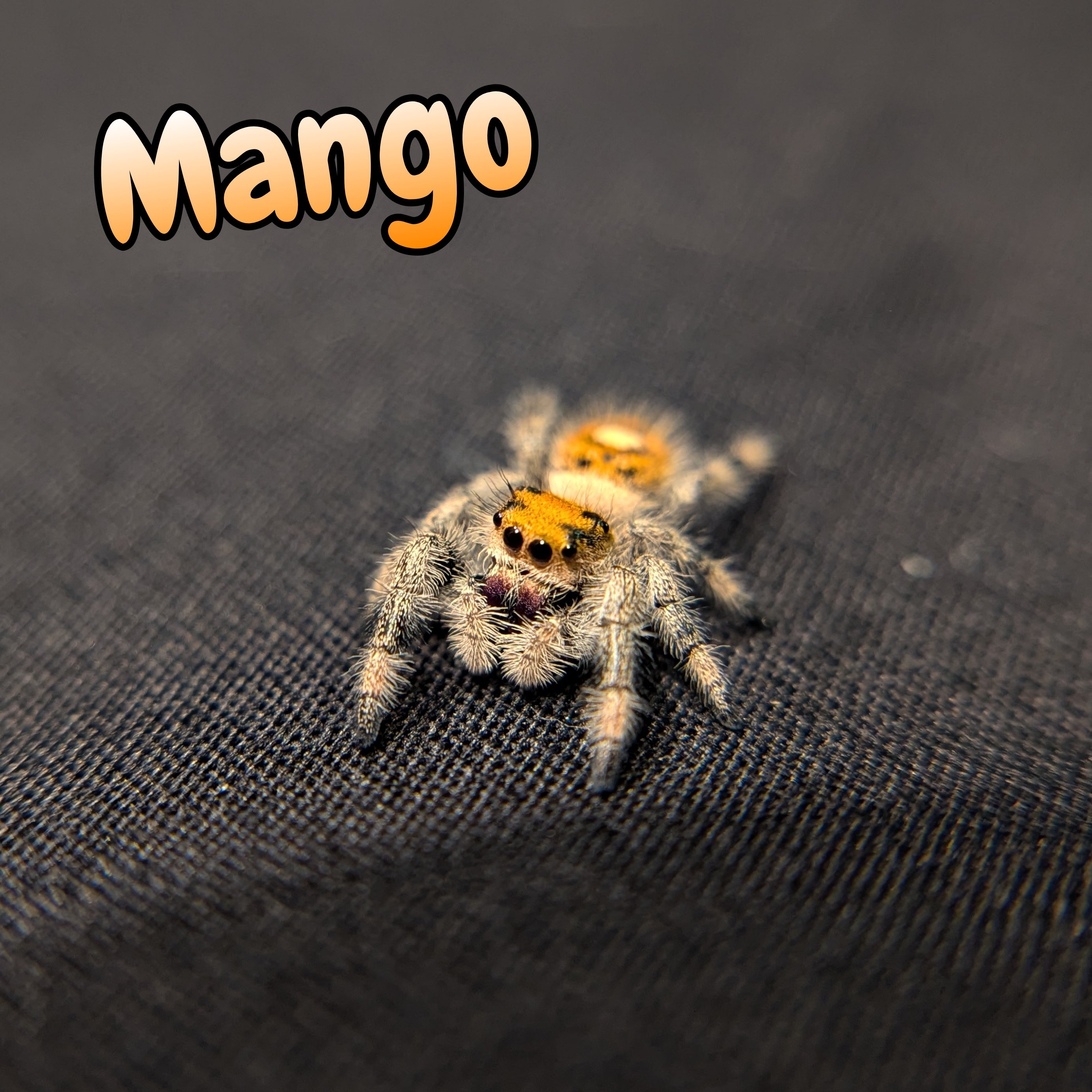 Regal Jumping Spider "Mango"