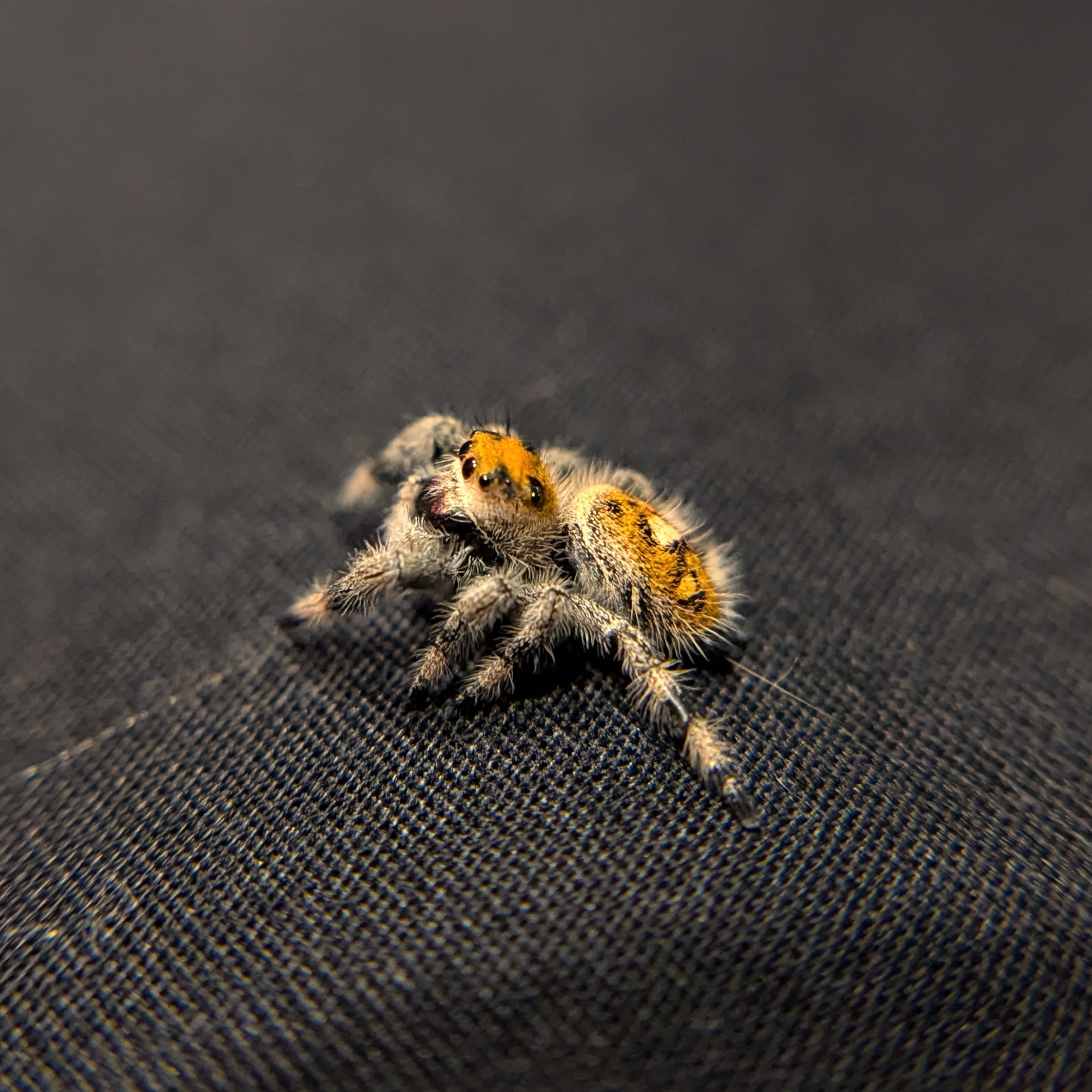 Regal Jumping Spider "Mango"