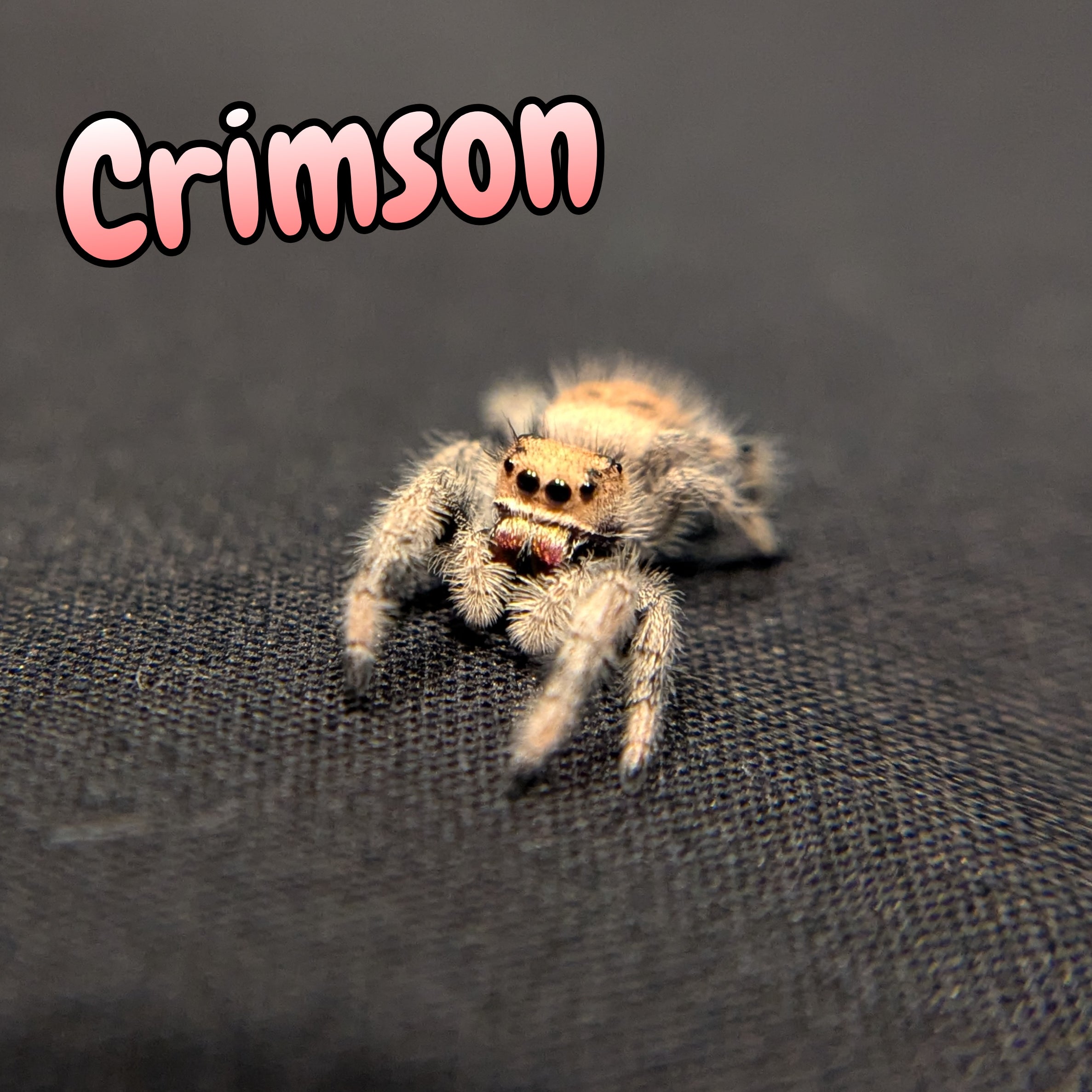 Regal Jumping Spider "Crimson"