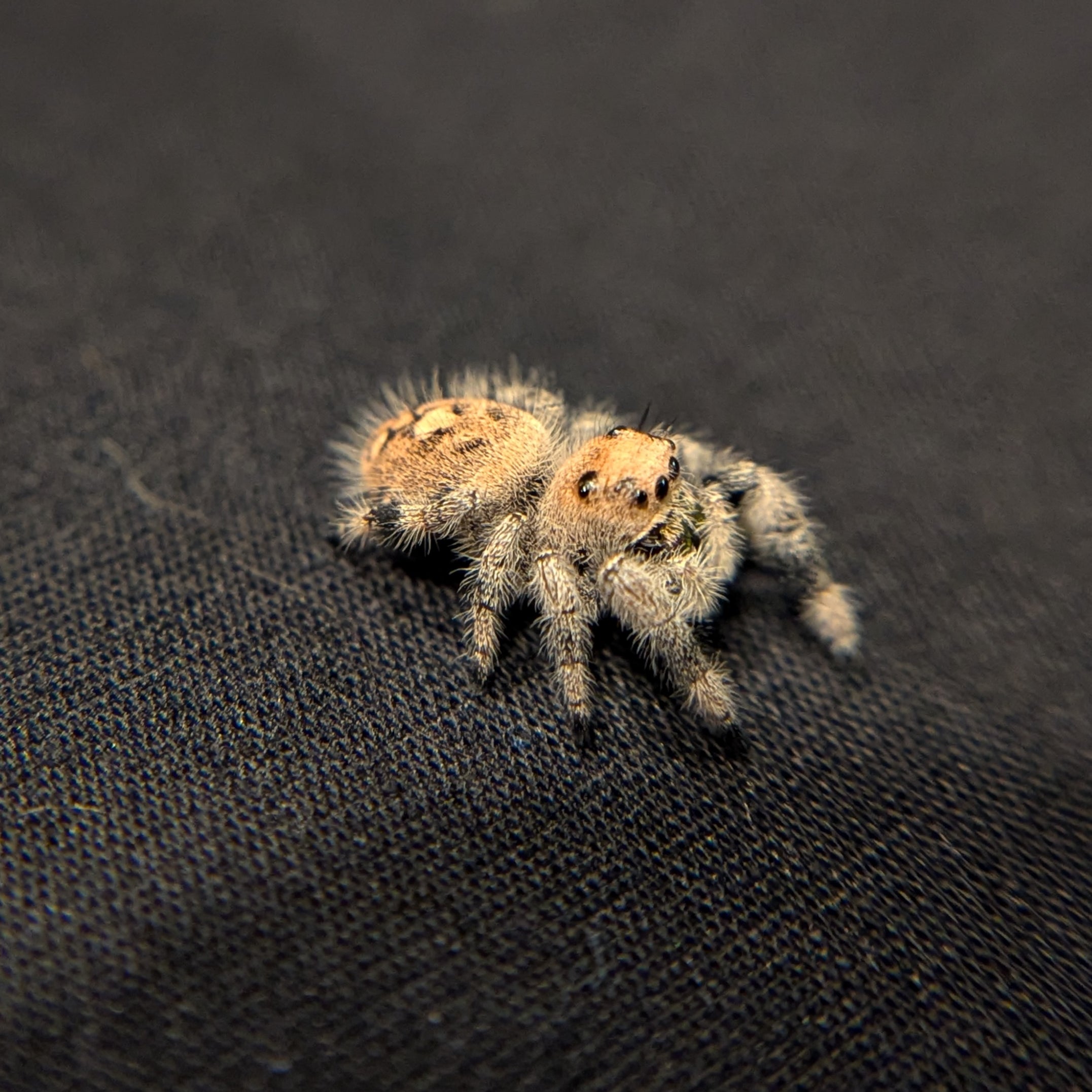 Regal Jumping Spider "Crimson"