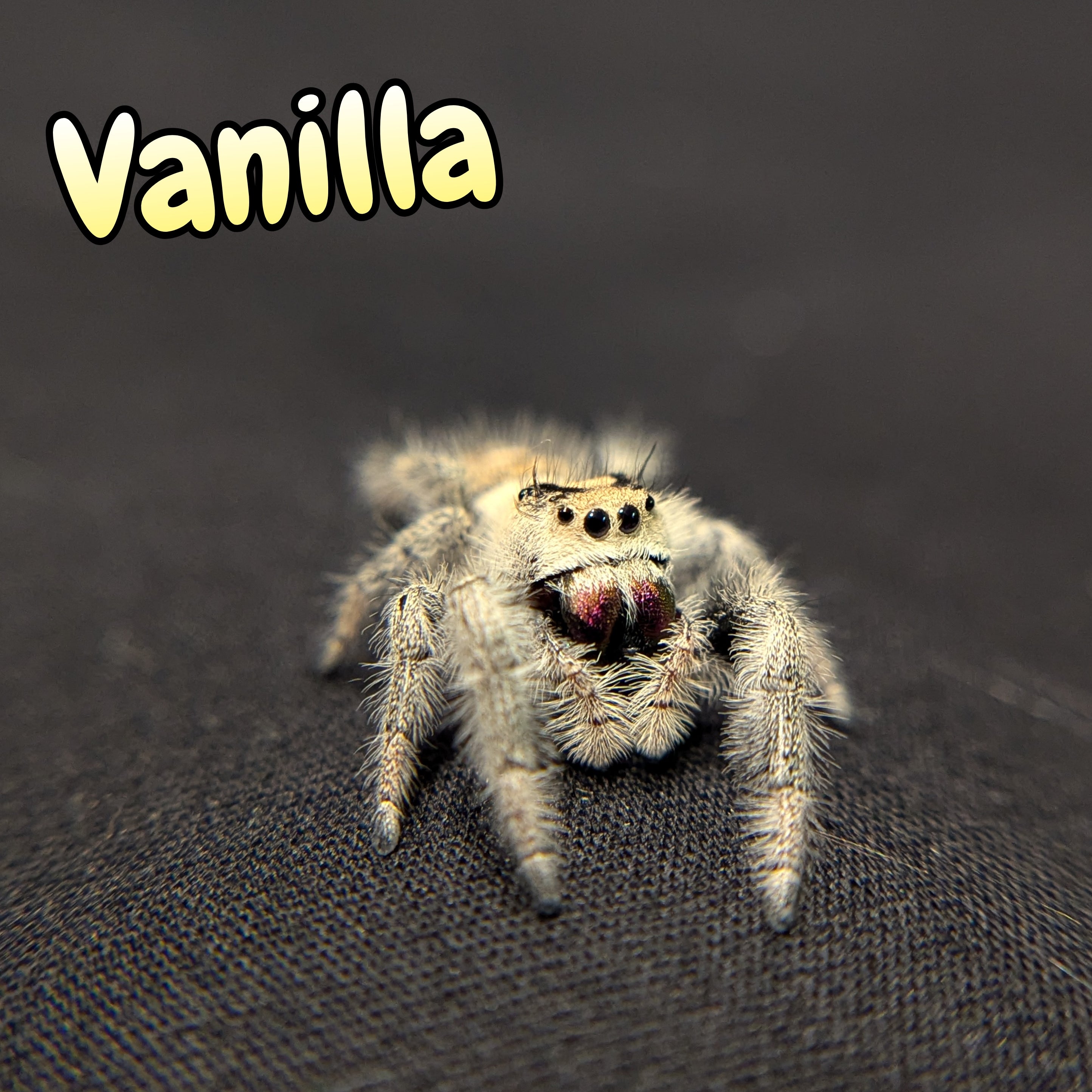 Regal Jumping Spider "Vanilla"