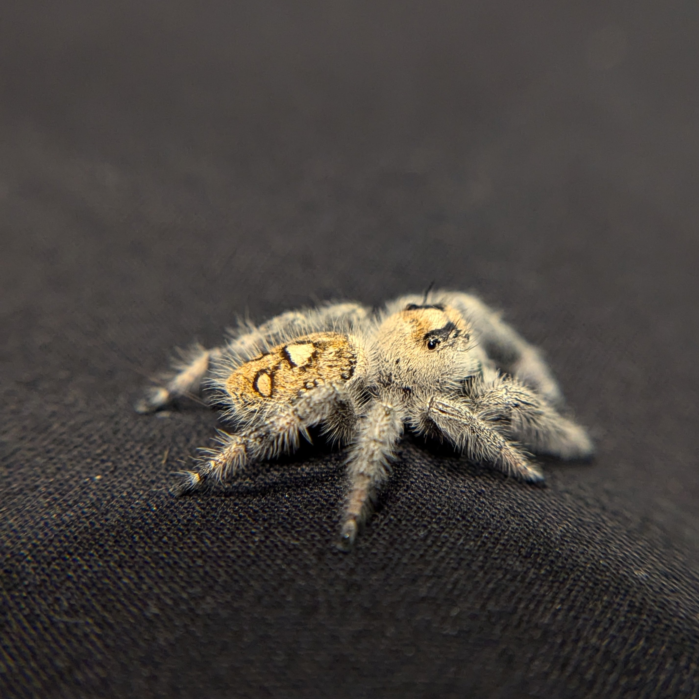 Regal Jumping Spider "Vanilla"