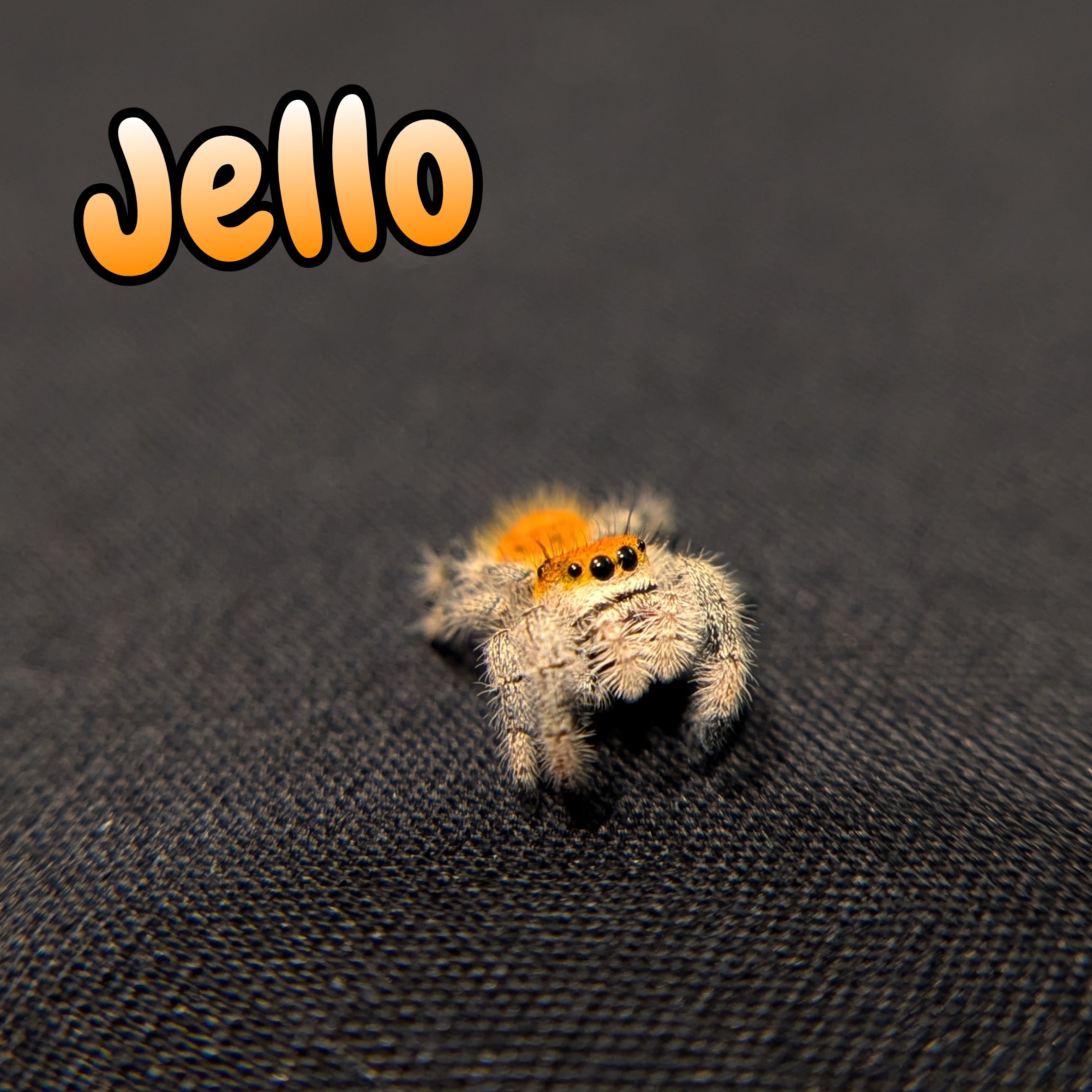 Regal Jumping Spider "Jello"