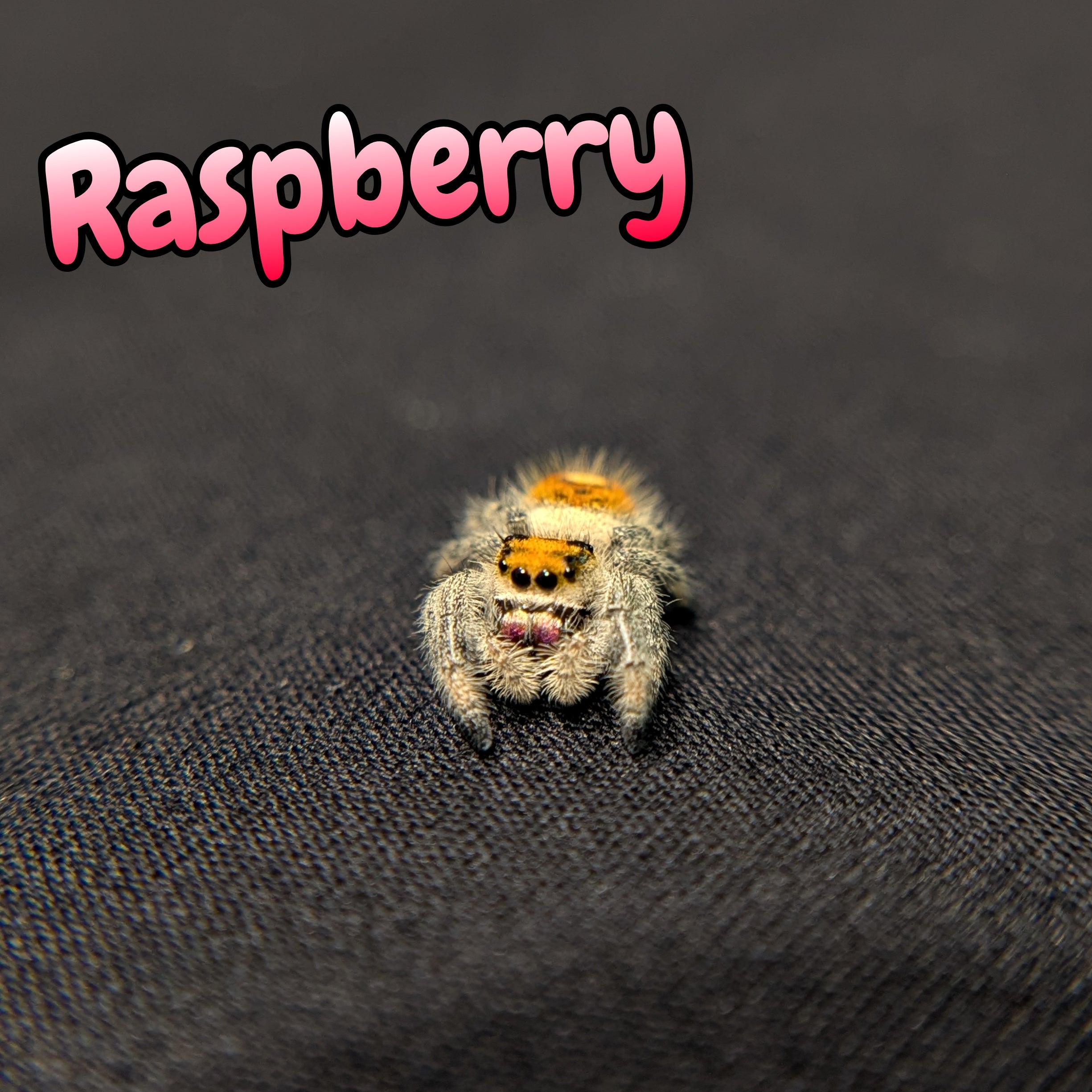 Regal Jumping Spider "Raspberry"