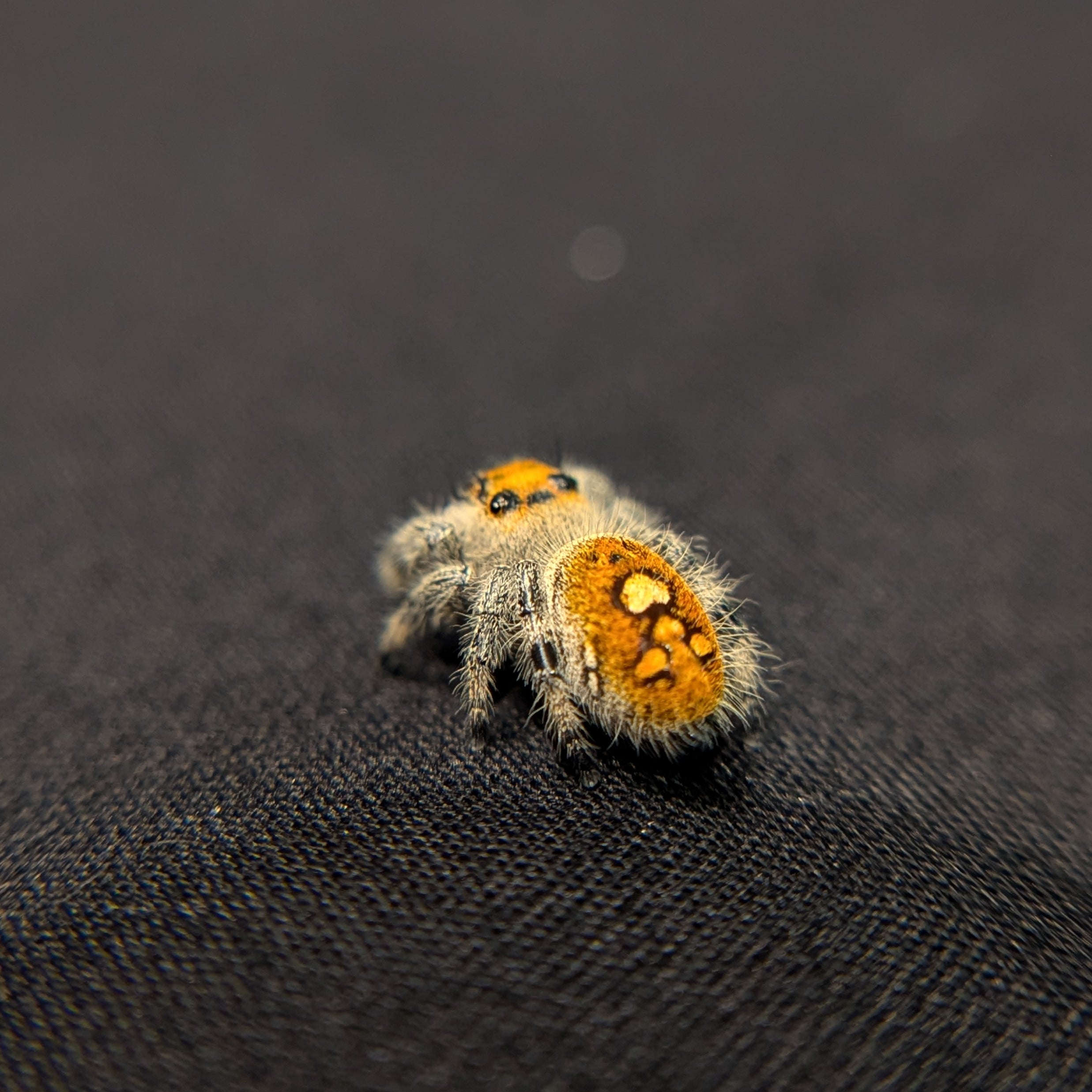 Regal Jumping Spider "Raspberry"