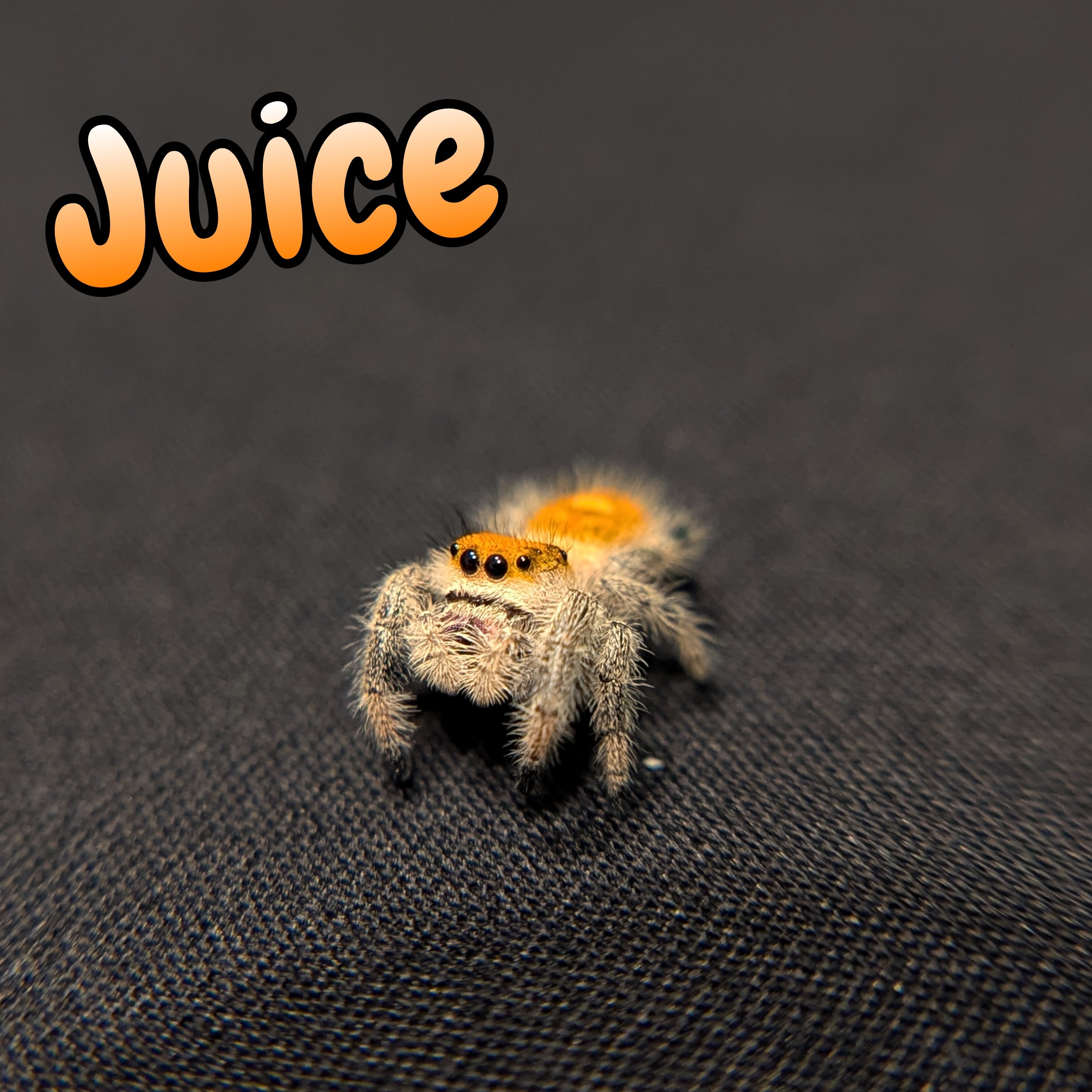 Regal Jumping Spider "Juice"