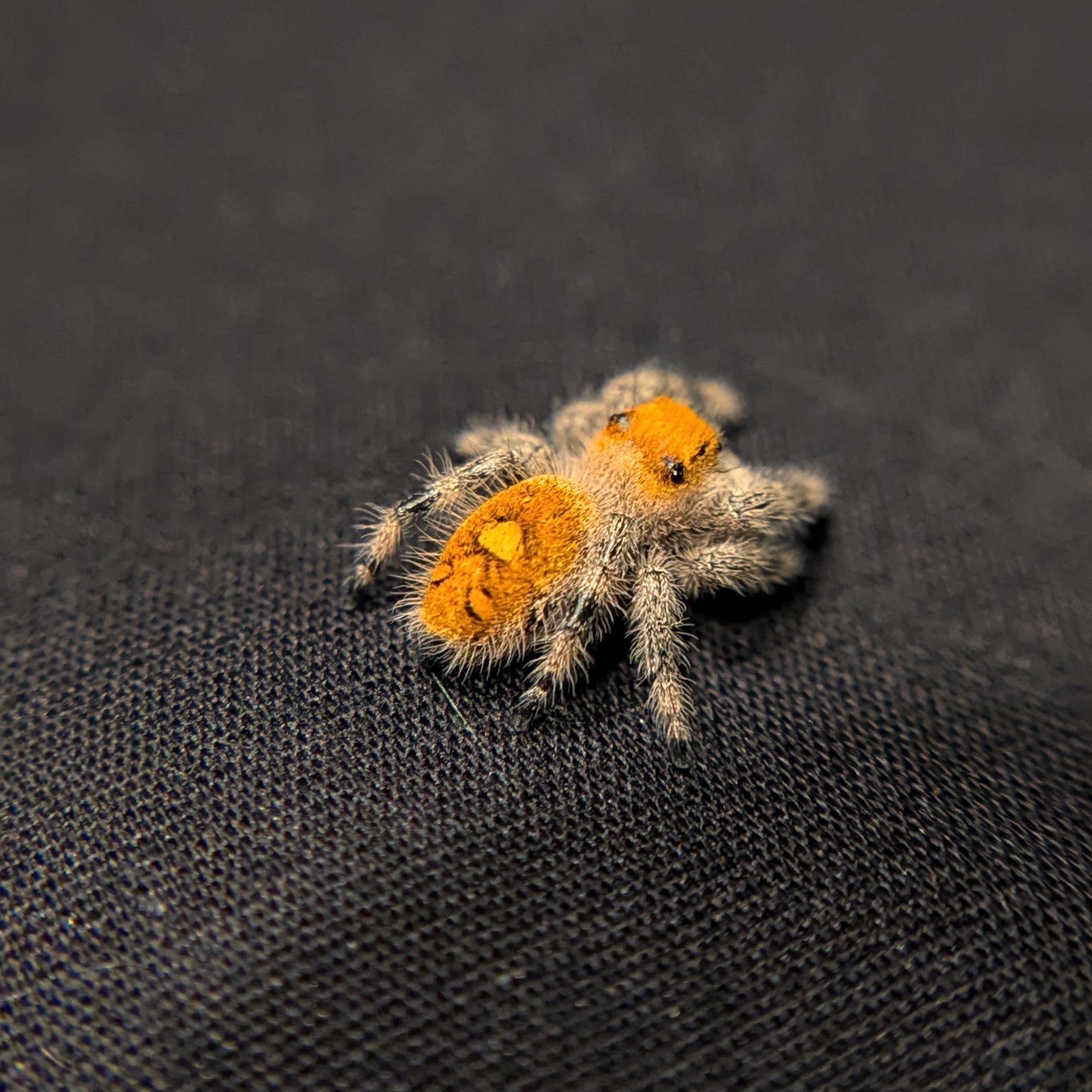 Regal Jumping Spider "Juice"