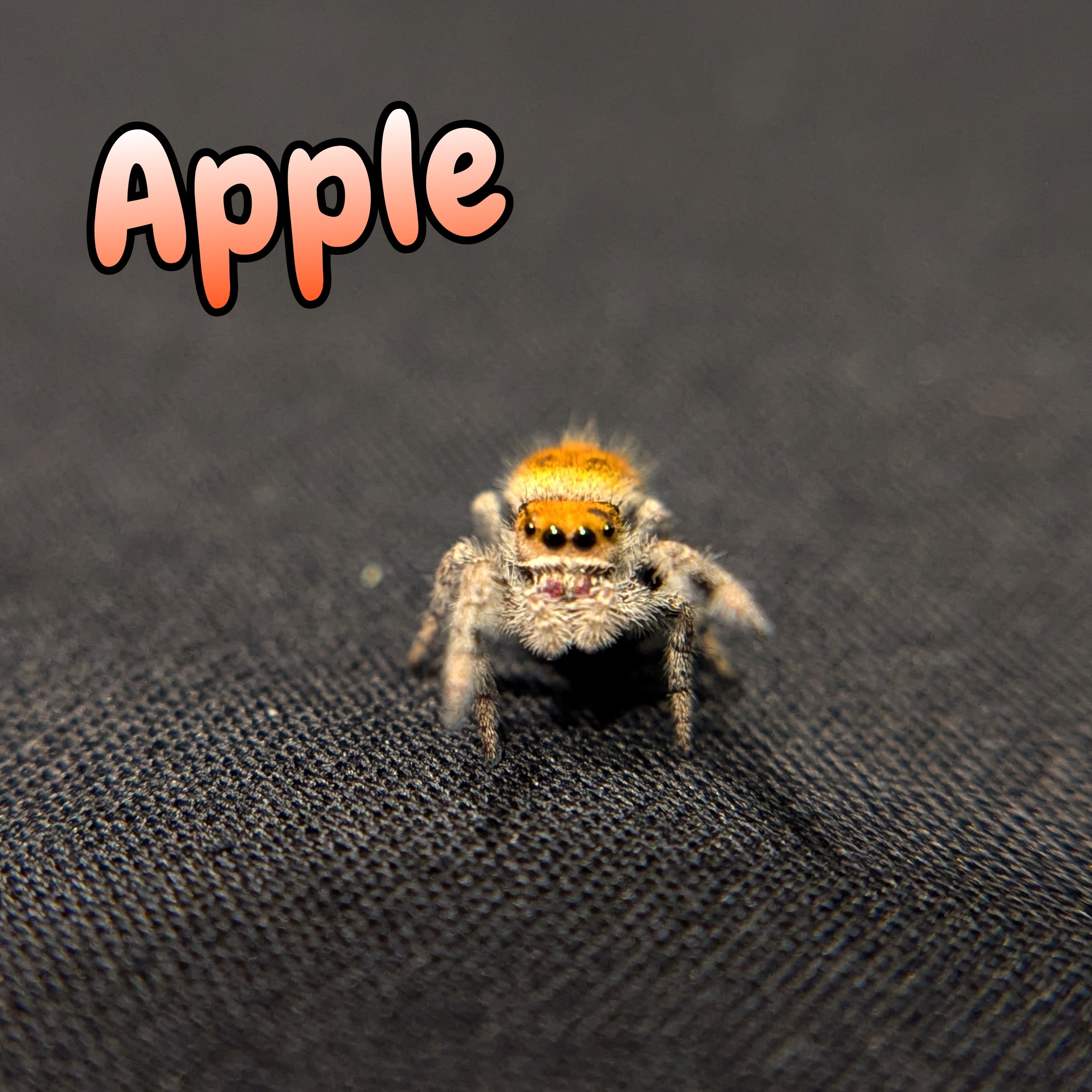 Regal Jumping Spider "Apple"