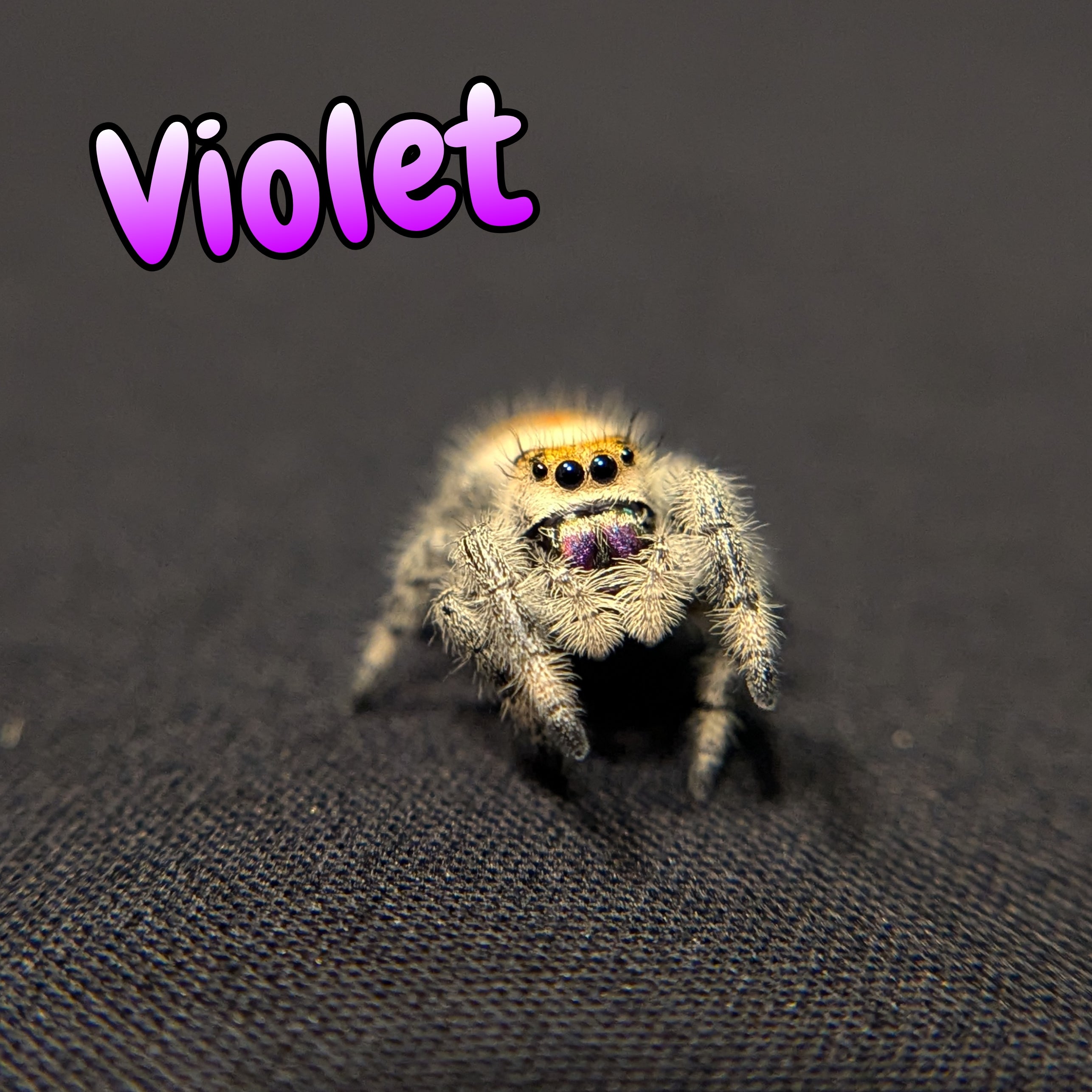 Regal Jumping Spider "Violet"