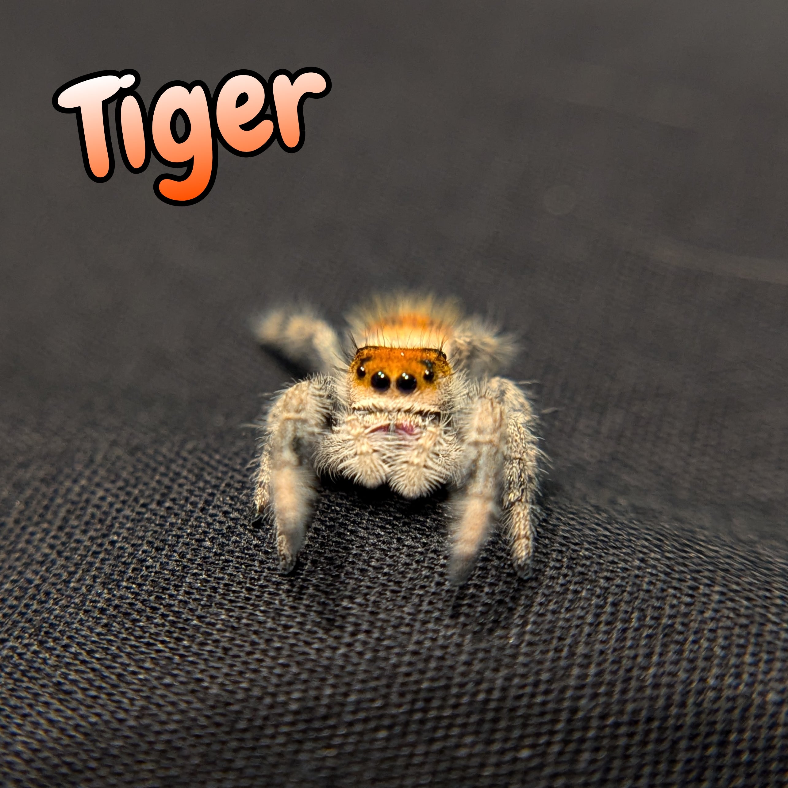 Regal Jumping Spider "Tiger"