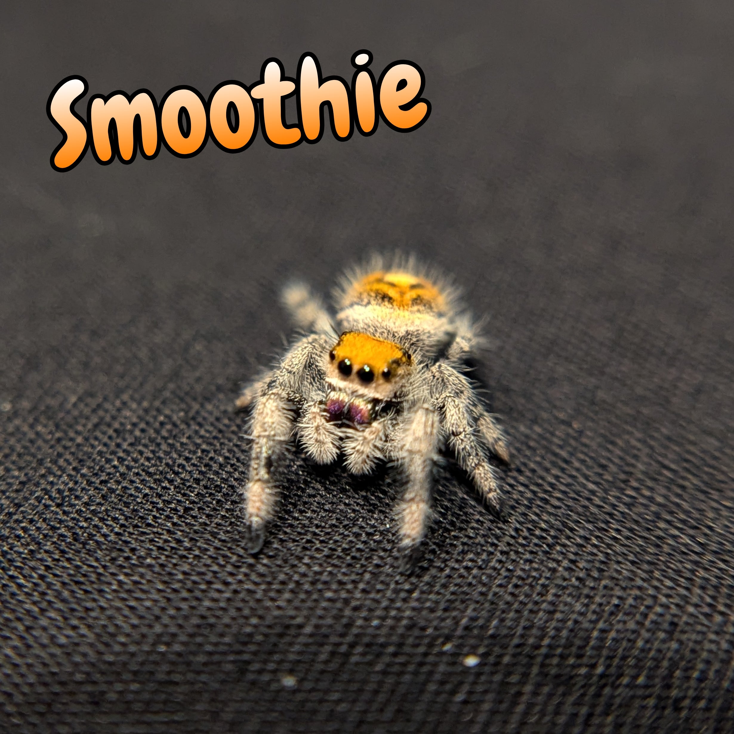 Regal Jumping Spider "Smoothie"