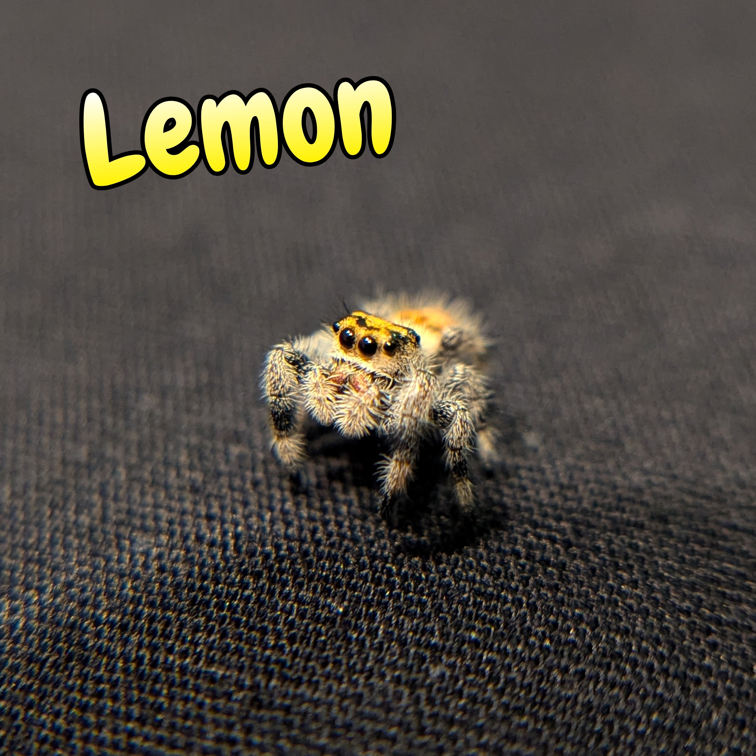 Regal Jumping Spider "Lemon"