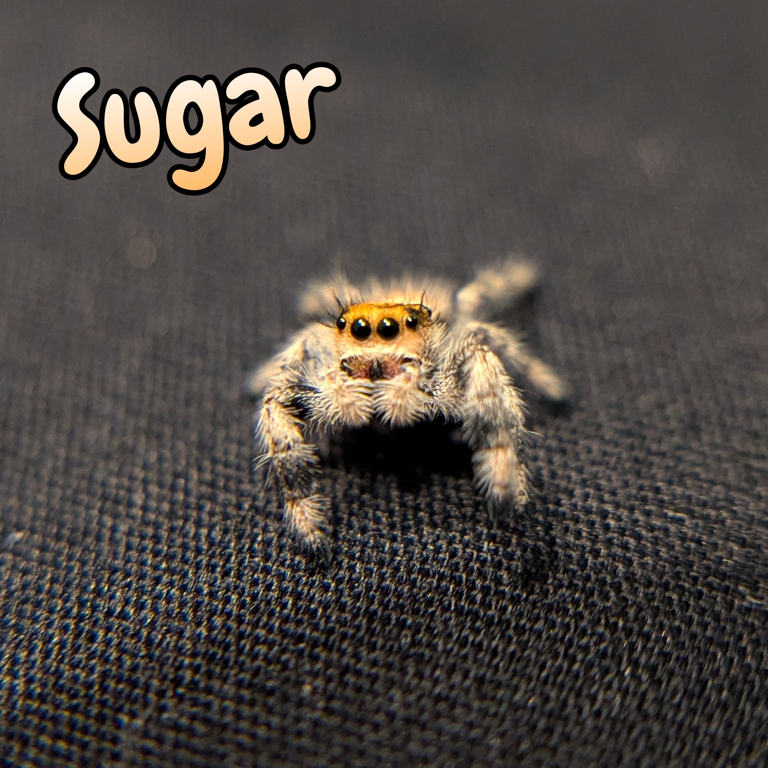 Regal Jumping Spider "Sugar"