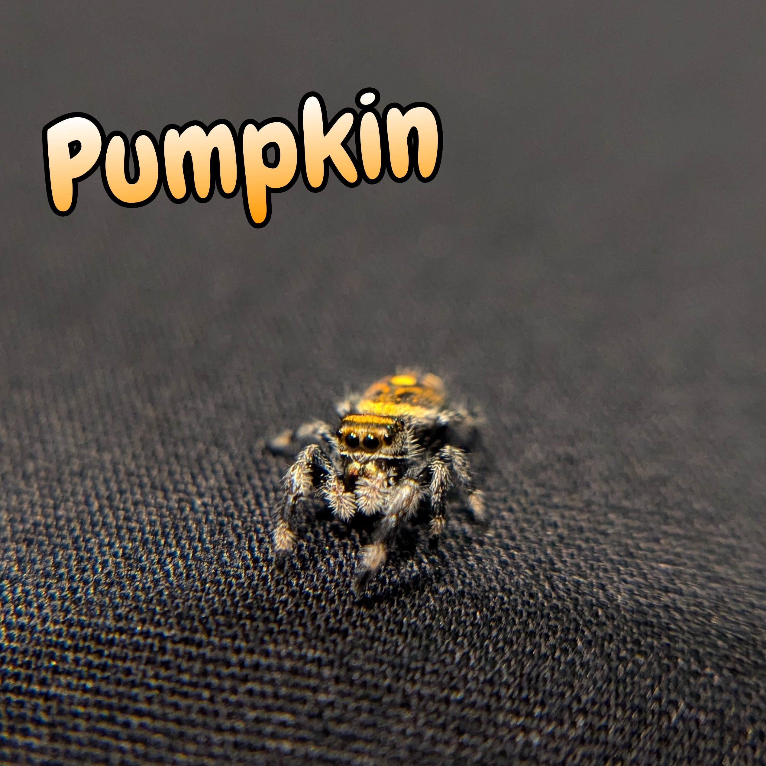 Regal Jumping Spider "Pumpkin"