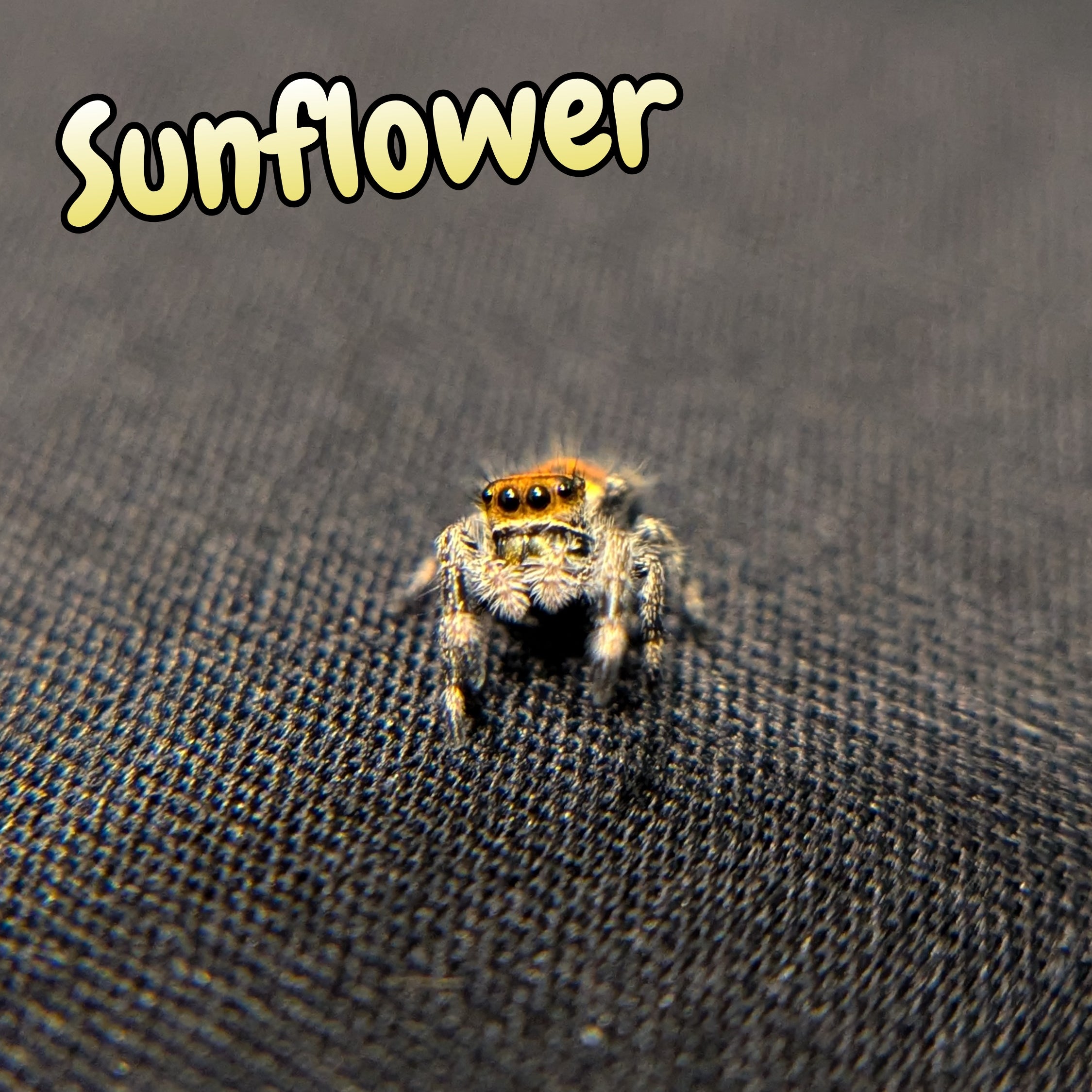 Regal Jumping Spider "Sunflower"