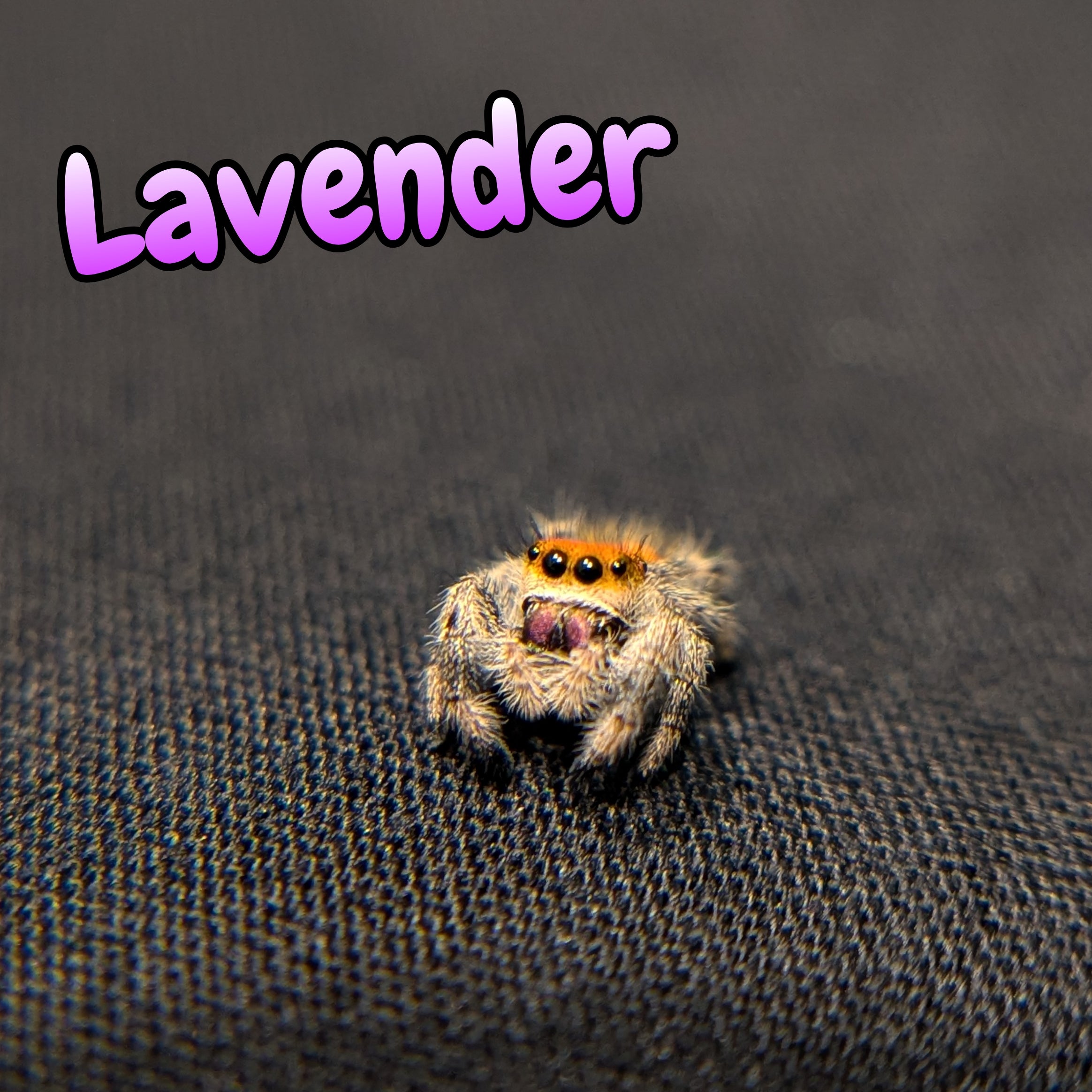 Regal Jumping Spider "Lavender"