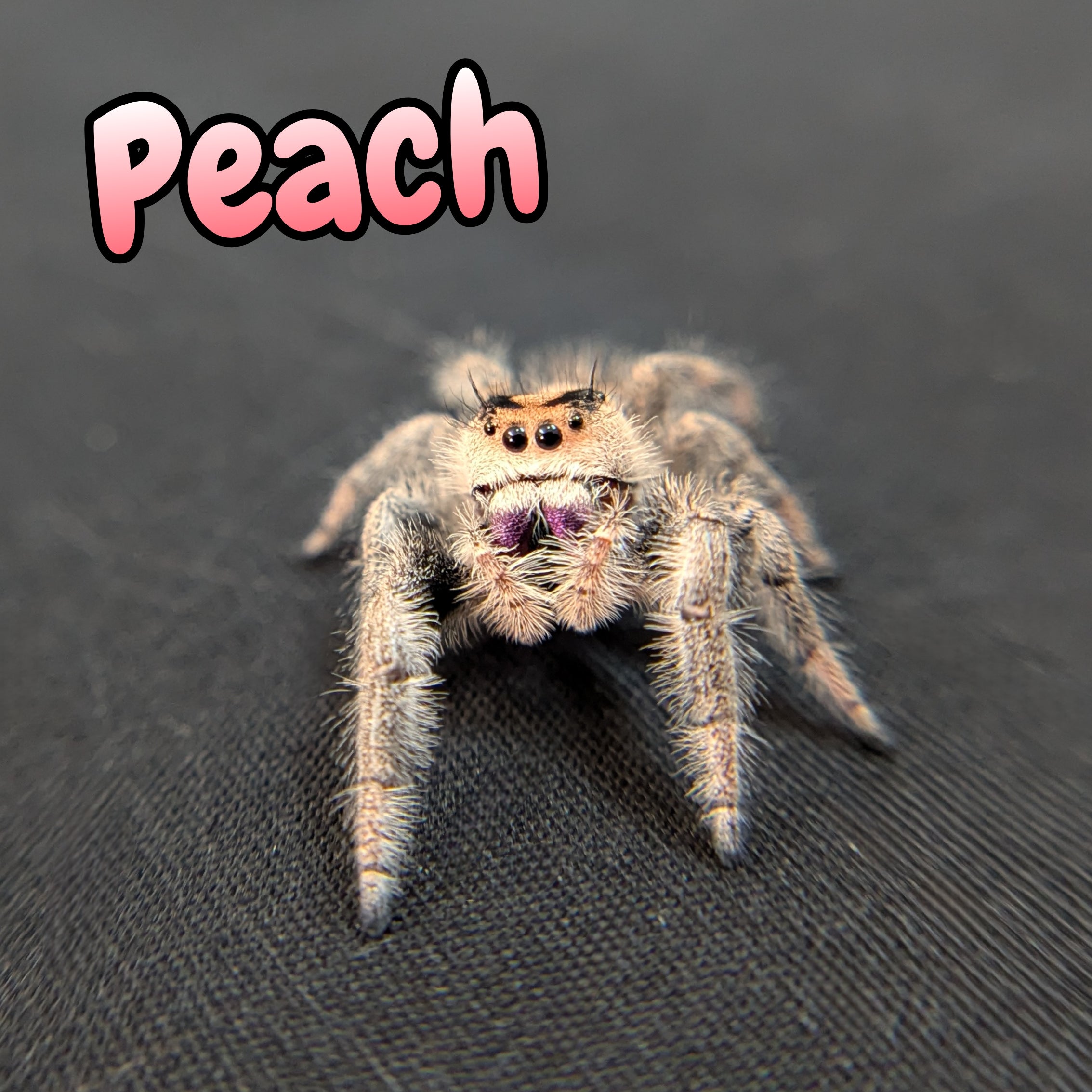 Regal Jumping Spider "Peach"