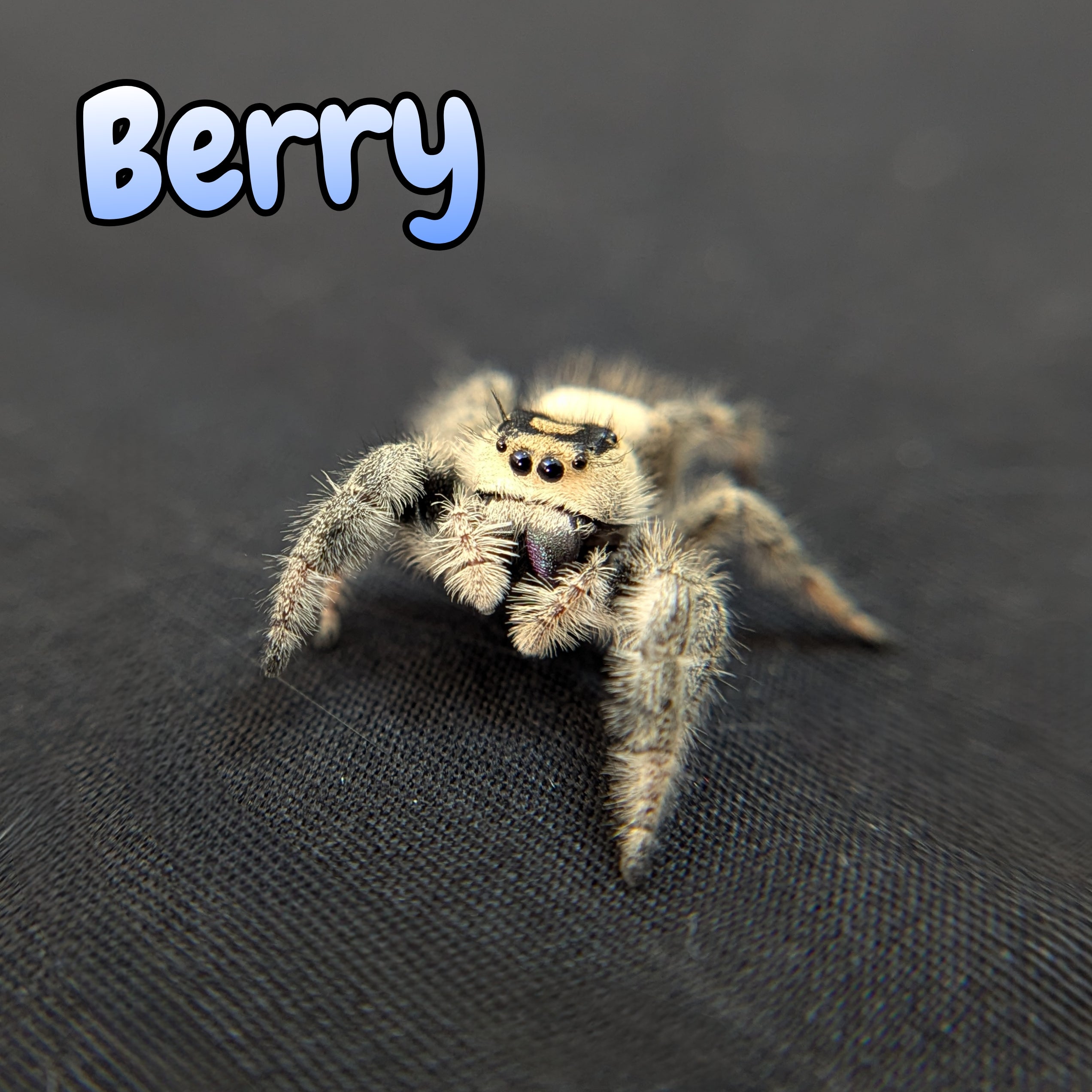 Regal Jumping Spider "Berry"