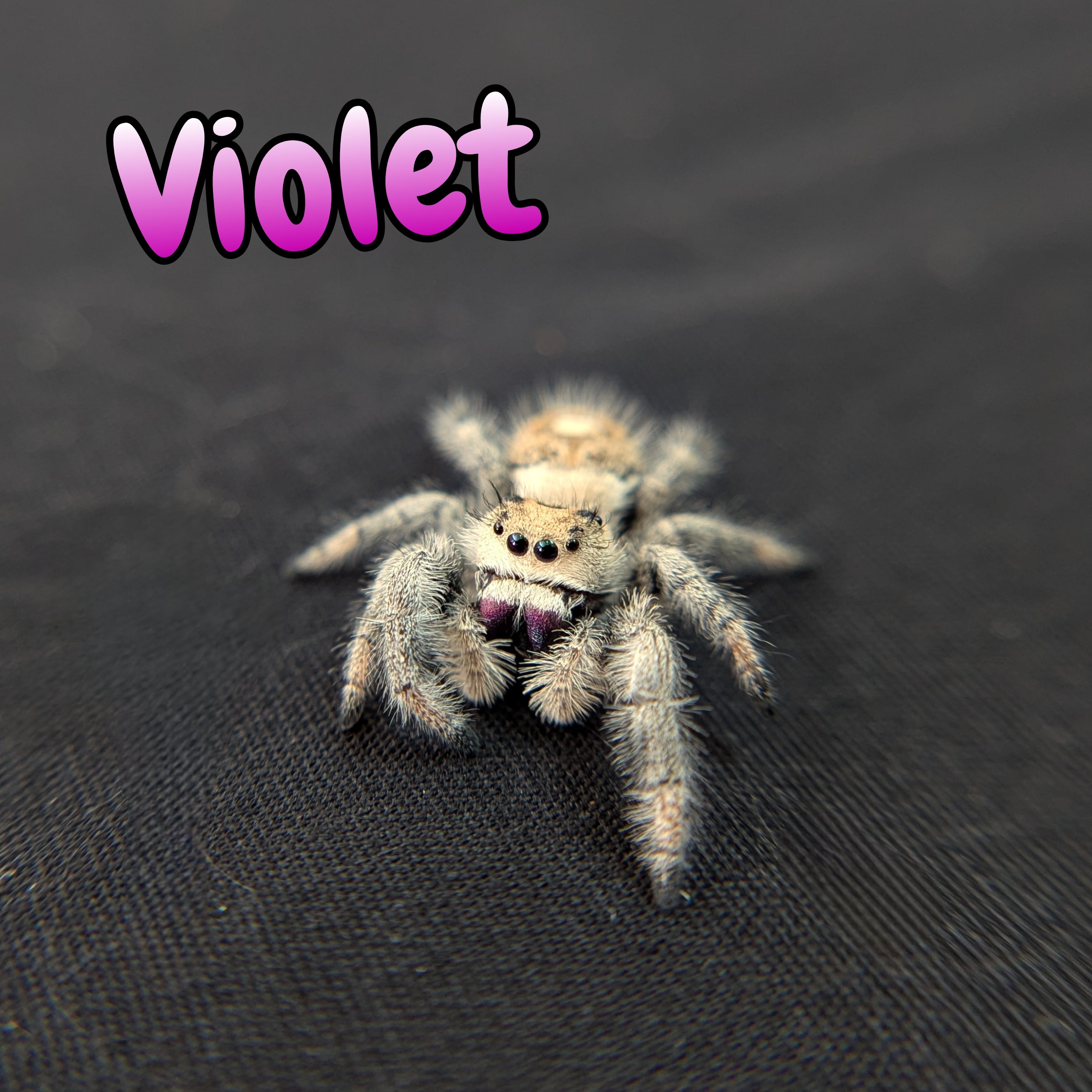 Regal Jumping Spider "Violet"