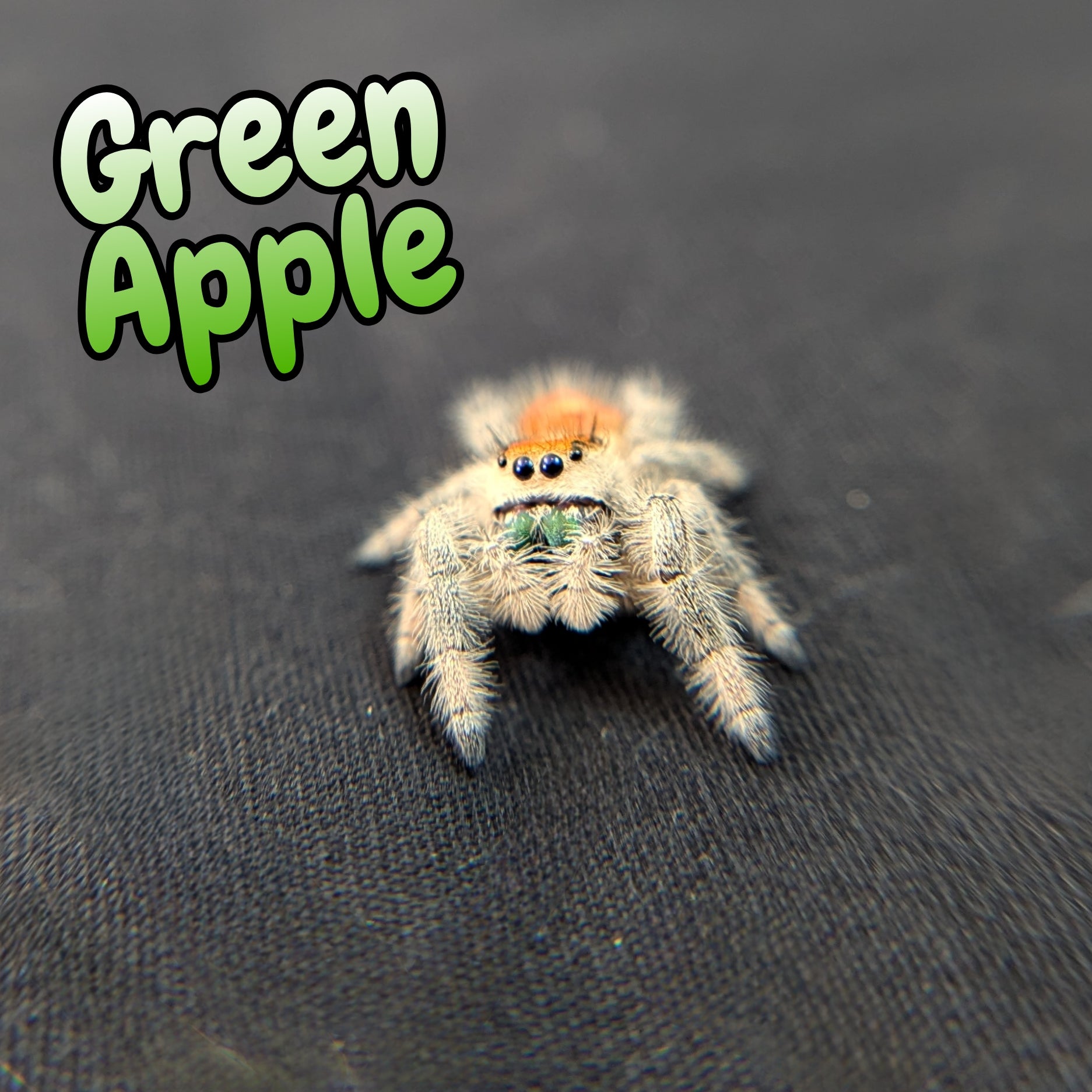 Regal Jumping Spider "Green Apple"