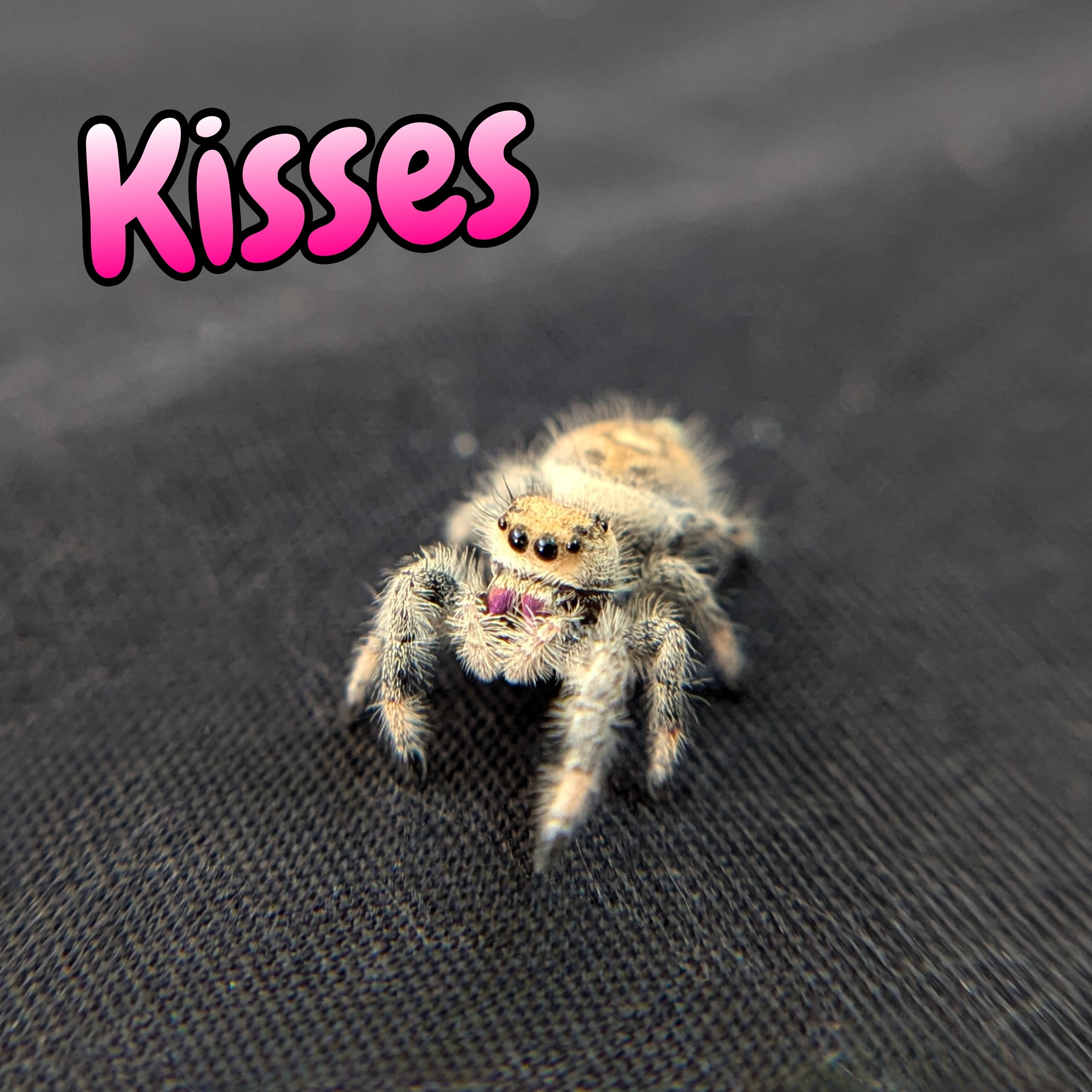 Regal Jumping Spider "Kisses"