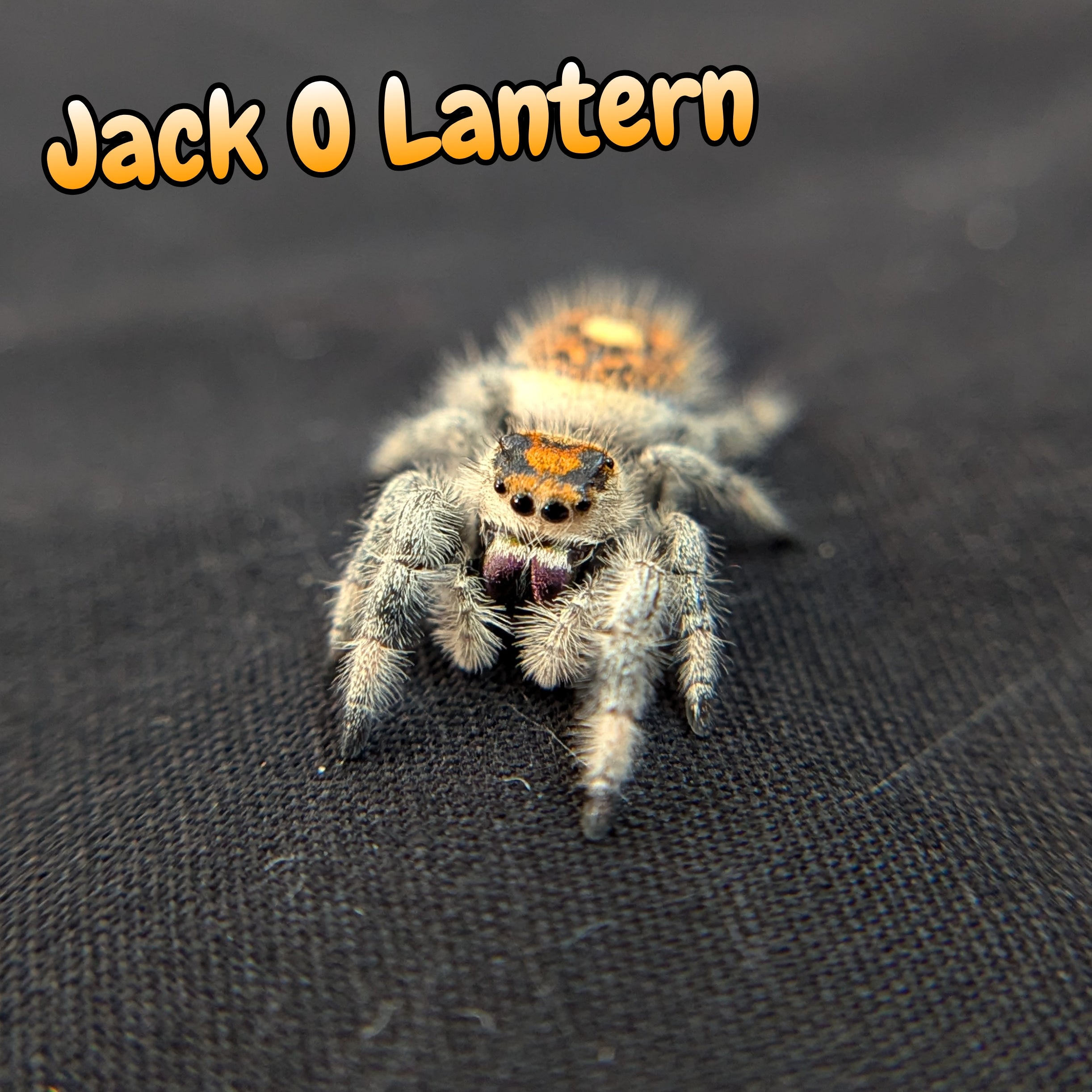 Regal Jumping Spider "Jack O' Lantern"