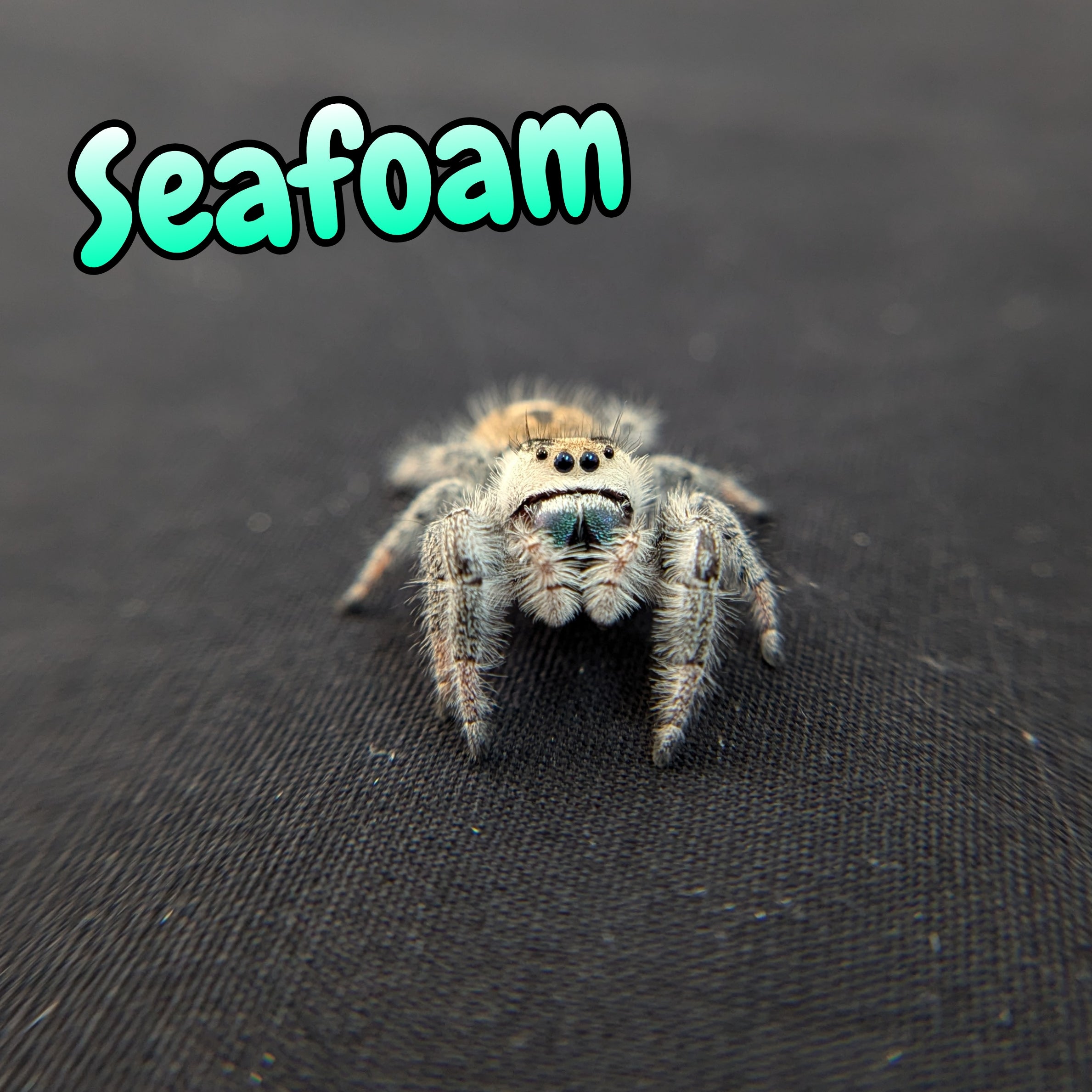 Regal Jumping Spider "Seafoam"