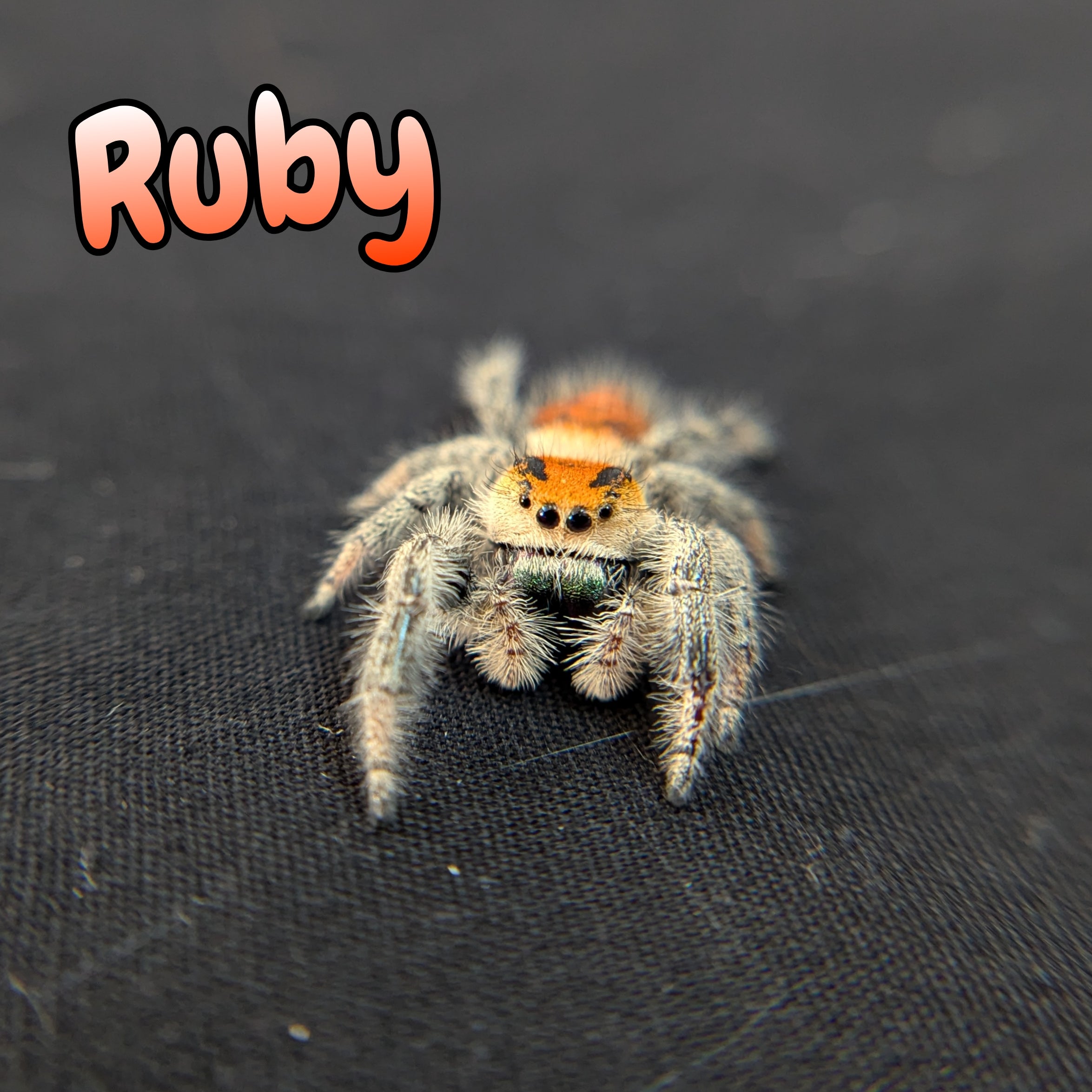 Regal Jumping Spider "Ruby"