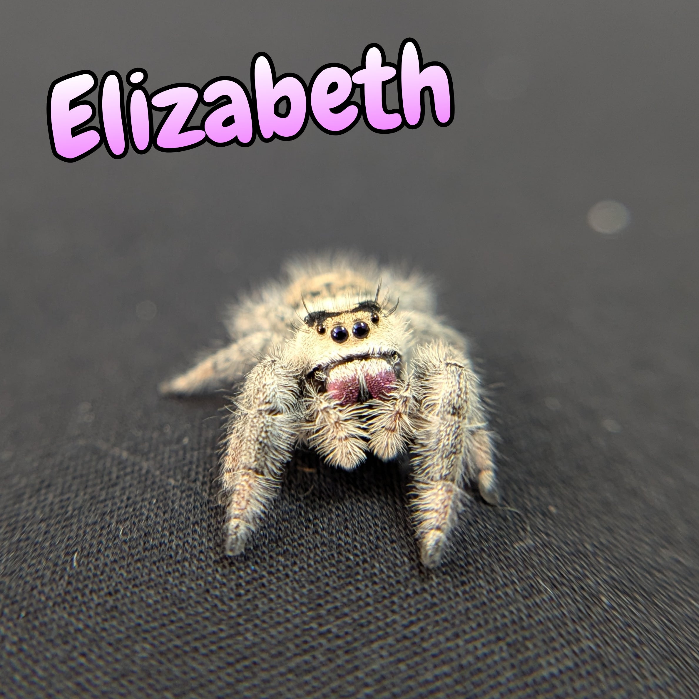 Regal Jumping Spider "Elizabeth"