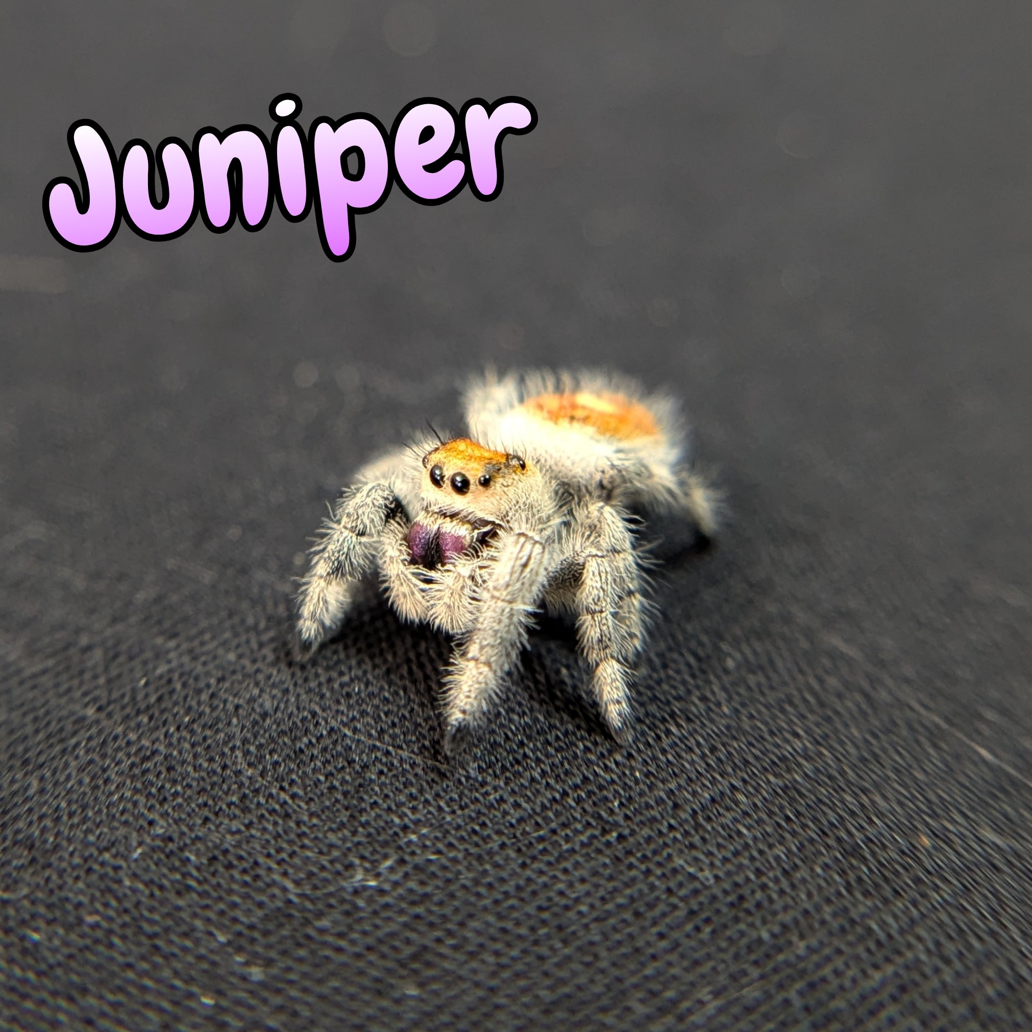 Regal Jumping Spider "Juniper"