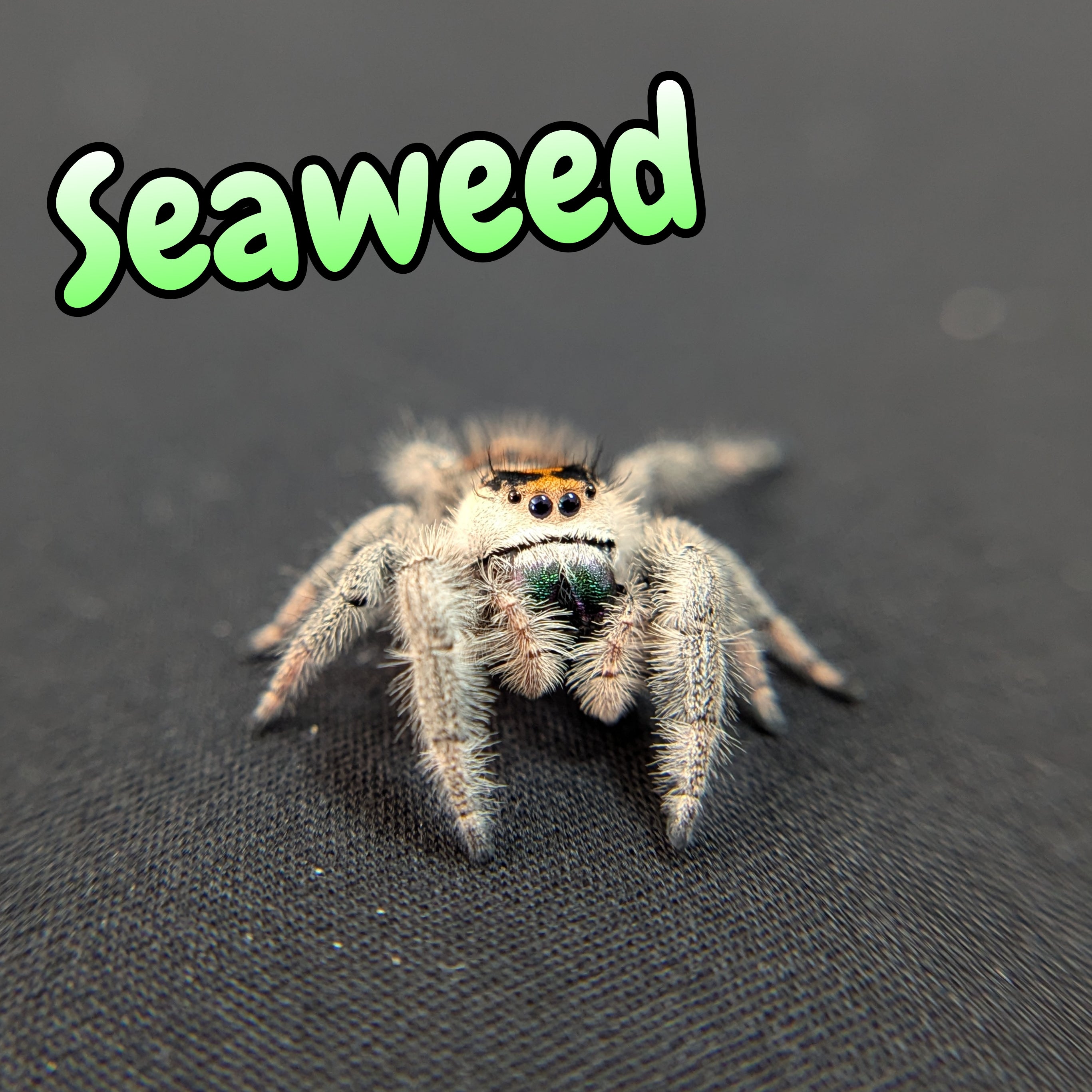 Regal Jumping Spider "Seaweed"