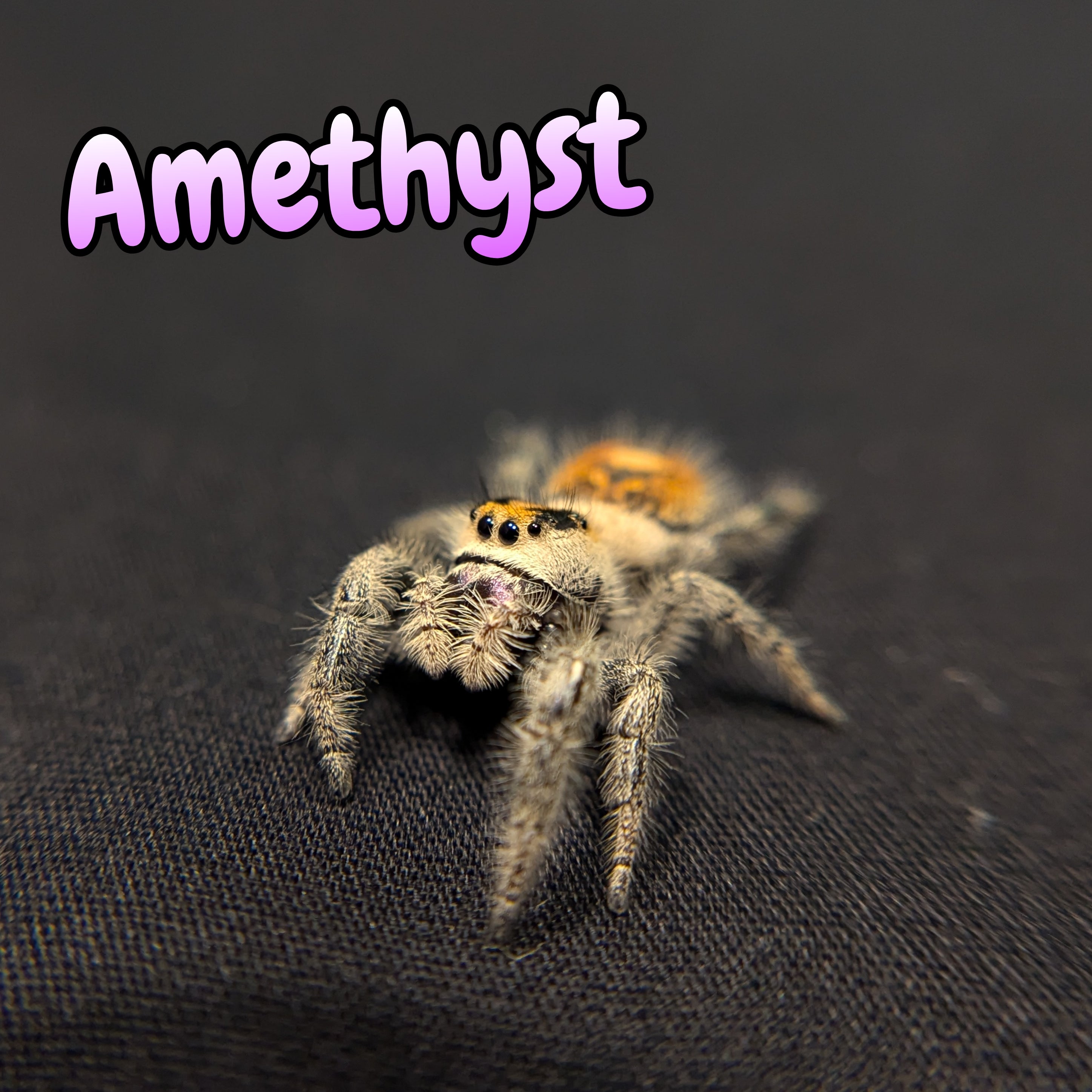 Regal Jumping Spider "Amethyst"